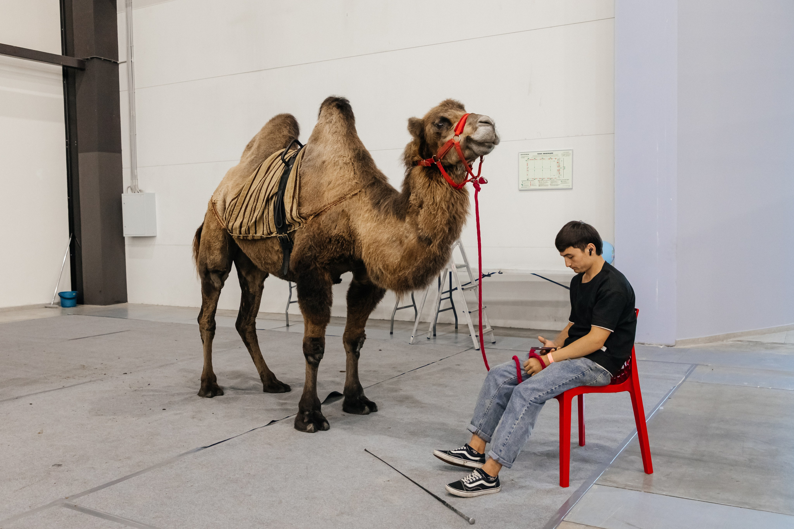 Зоошоу. Экспофорум 31.08. Выставка домашних животных. Семейный фотограф в Санкт-Петербурге Ева Маркова