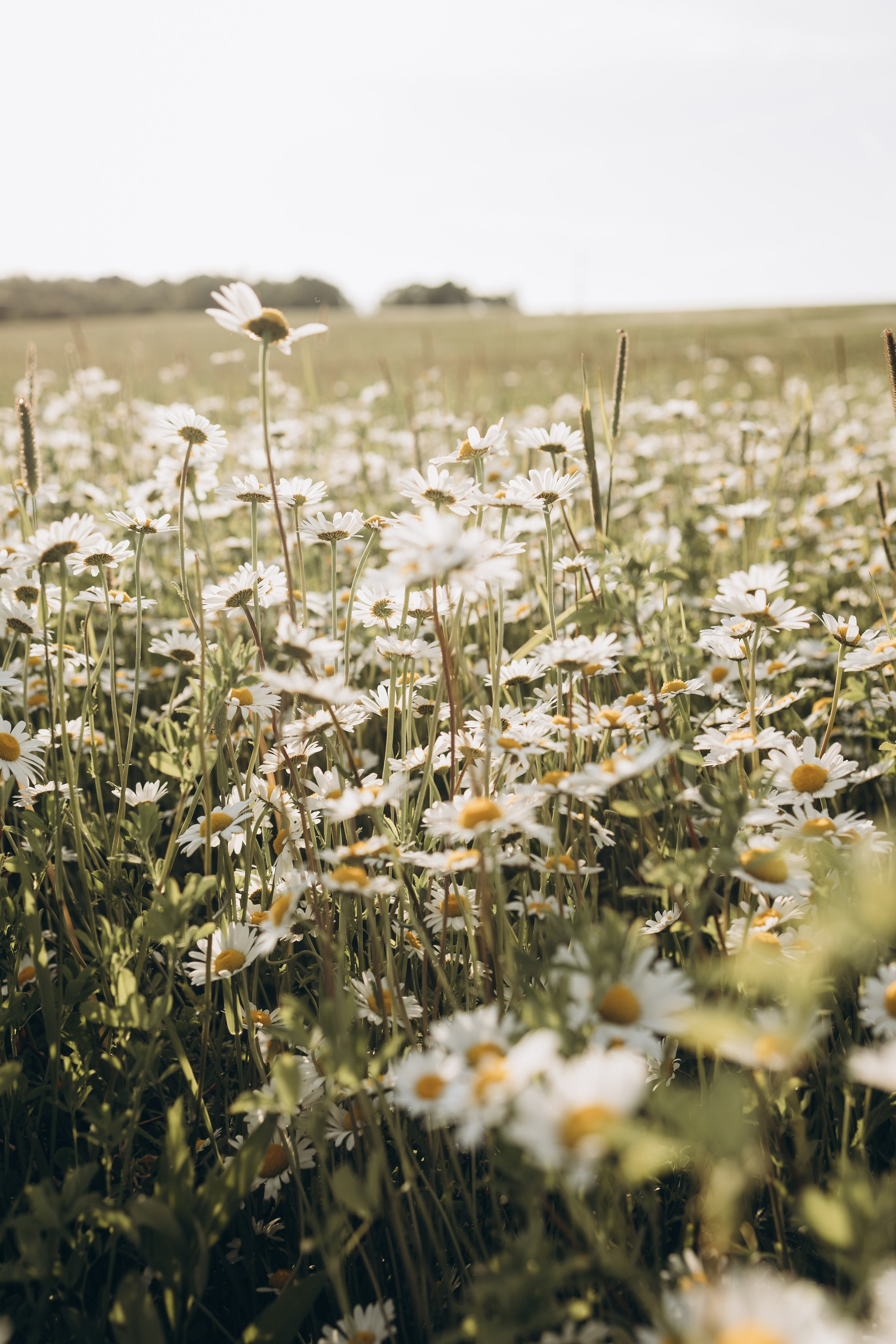 Маша и ромашки. Семейный фотограф в Москве Виктория Ястребинская
