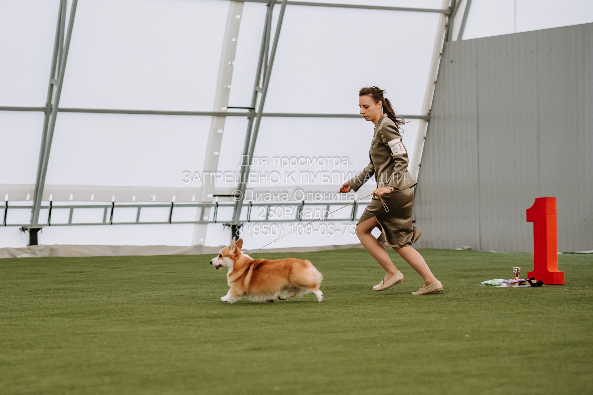 Выставка собак Красноярск 2.06. Фотограф Диана Оленина Красноярск / Братск