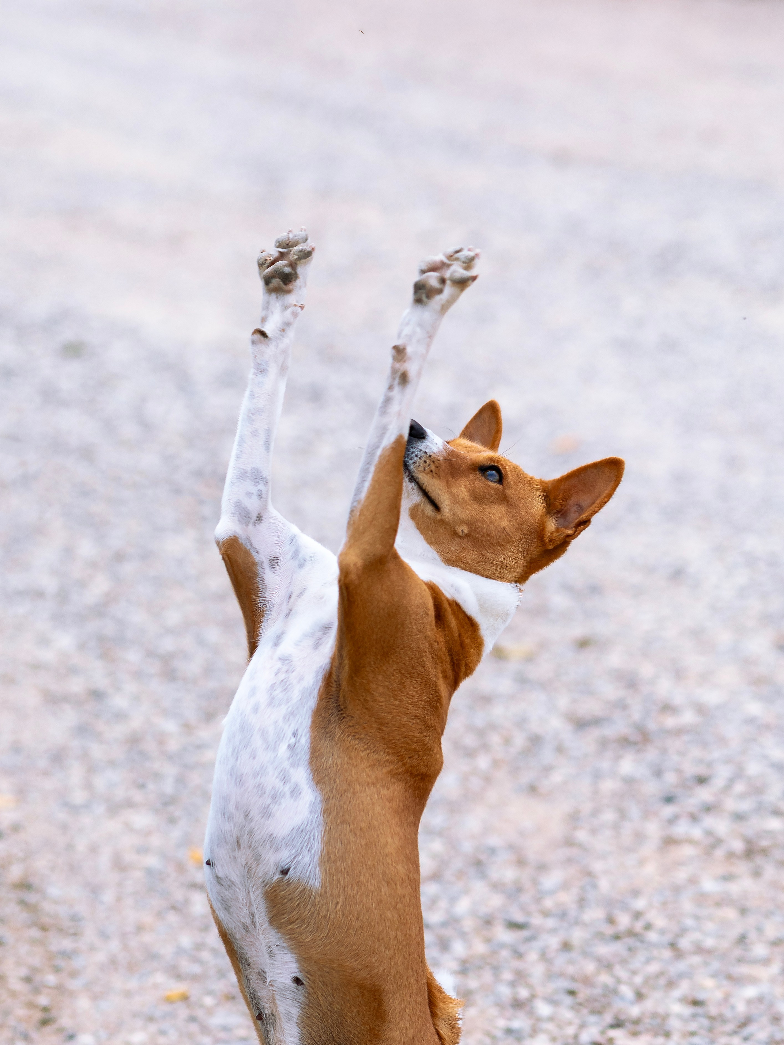 Басенджи. Фотограф — анималист Татьяна Ли