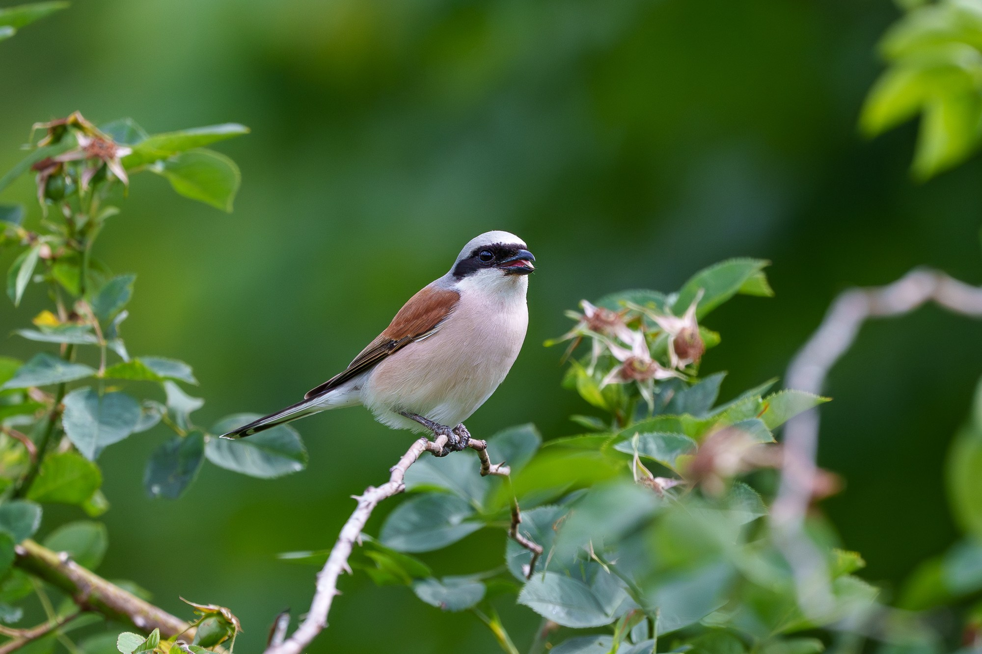Удивительные мир птиц. Вокруг нас столько прекрасного — присмотритесь!. Ваш личный фотограф Марина Волкова