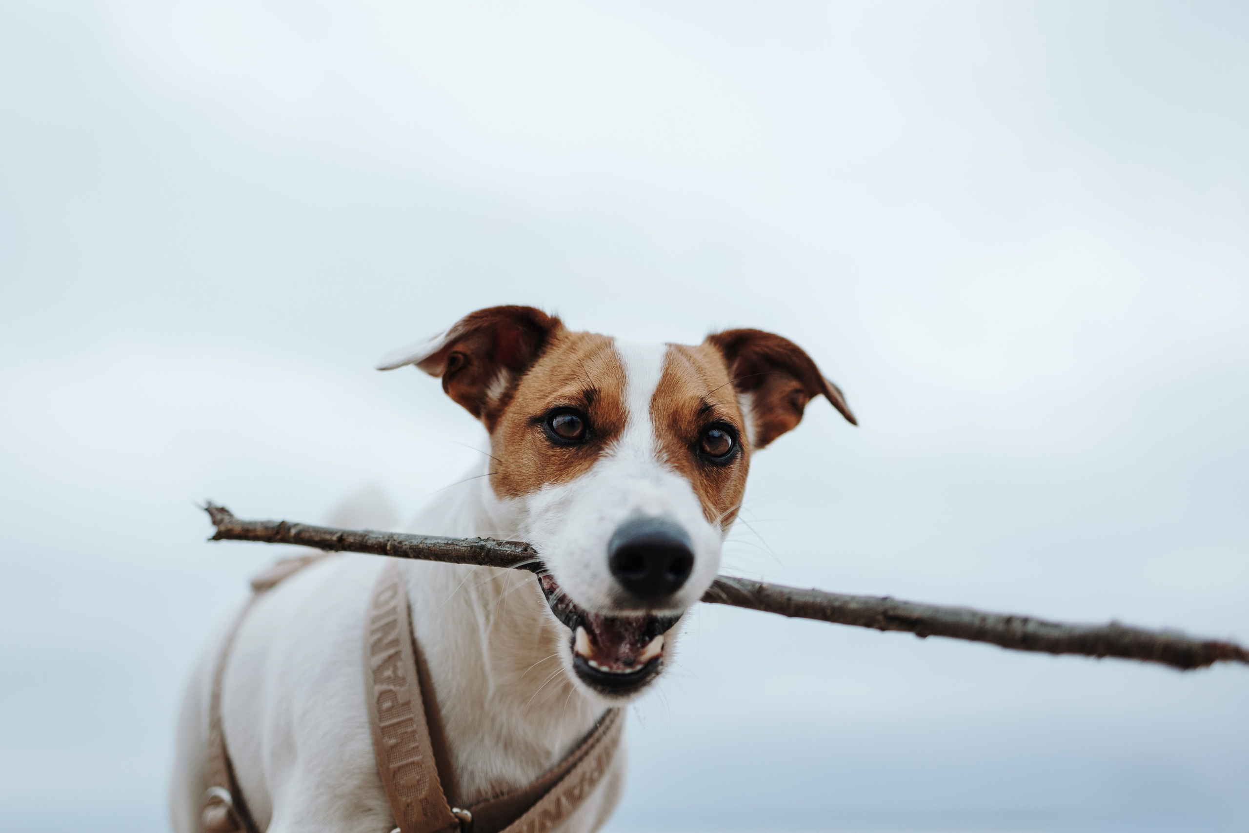 Саша и Джеки. Фотограф — Анималист | Санкт-Петербург