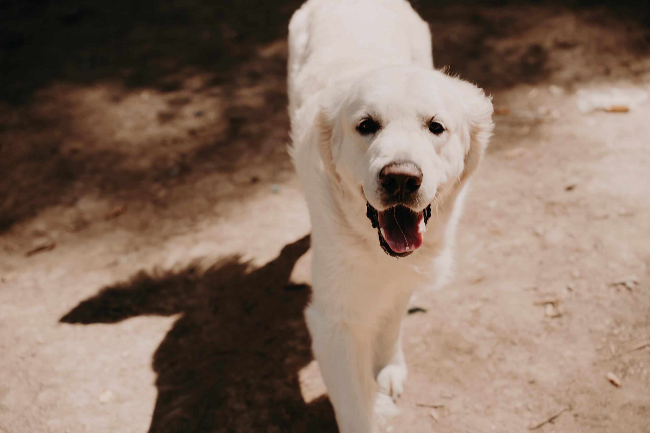 Прогулка в лесу. Фотограф Ирина Ликсунова