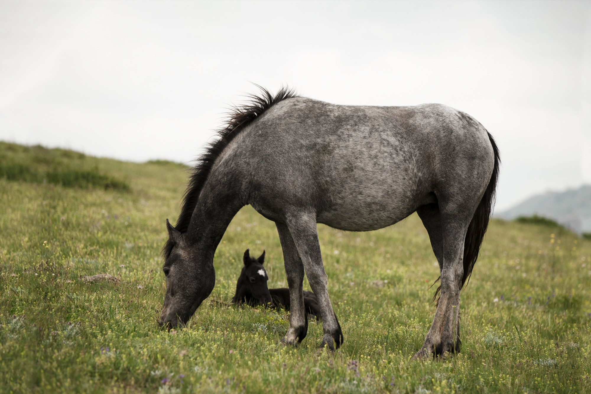 Портрет лошади, лошадь, конь, фото лошади, фотография лошади, конный фотограф, съемка лошадей, фотограф лошадей, конная фотография, конный фотограф, конный фотограф в спб, профессиональный фотограф спб, фотограф спб, ахалтекинец, рысак, спортивная лошадь, конный клуб, фотосессия с лошадьми, тракененская лошадь, тяжеловоз, лошадь, жеребцы, игры жеребцов, табун, в табуне, свободные лошади, жеребенок, дагестан, дагестанская лошадь, горы, лошади в горах, лошадь на пастбище, дагестанские горы