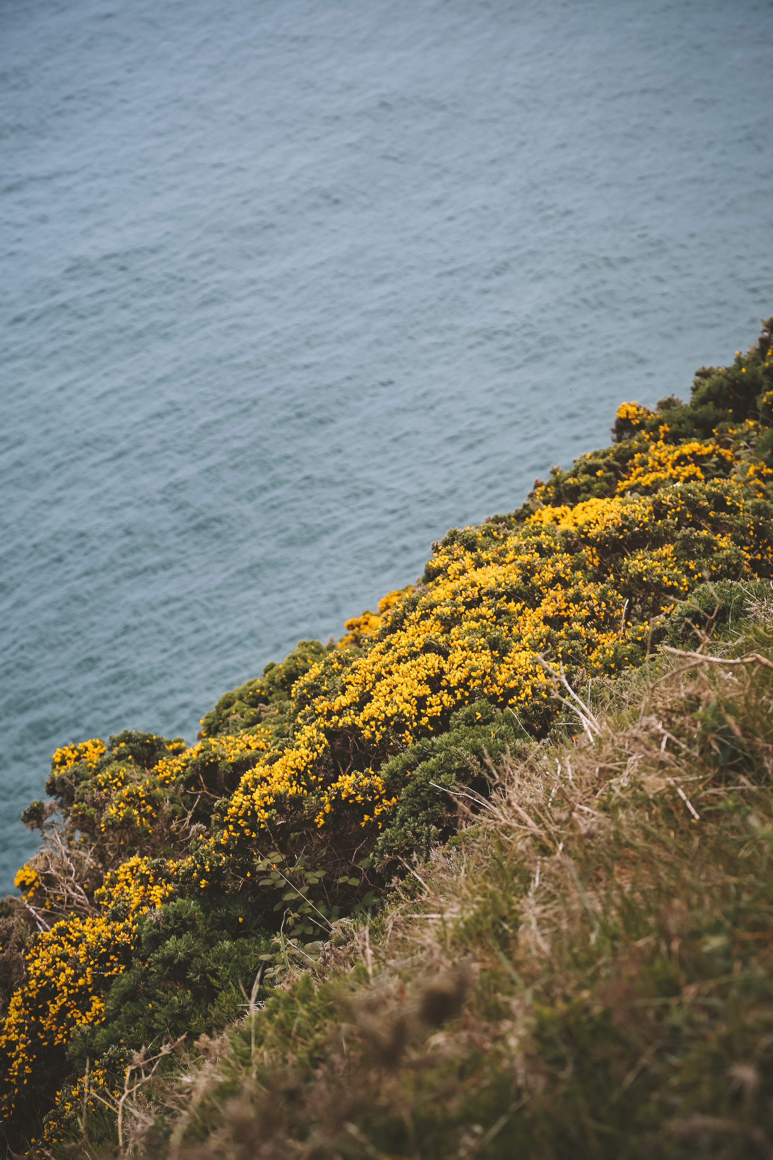 Ирландия: Хоут — тропинка на одного. Дарья Письменюк / Darya Leitstern — фотограф, музыкант, журналист, путешественник