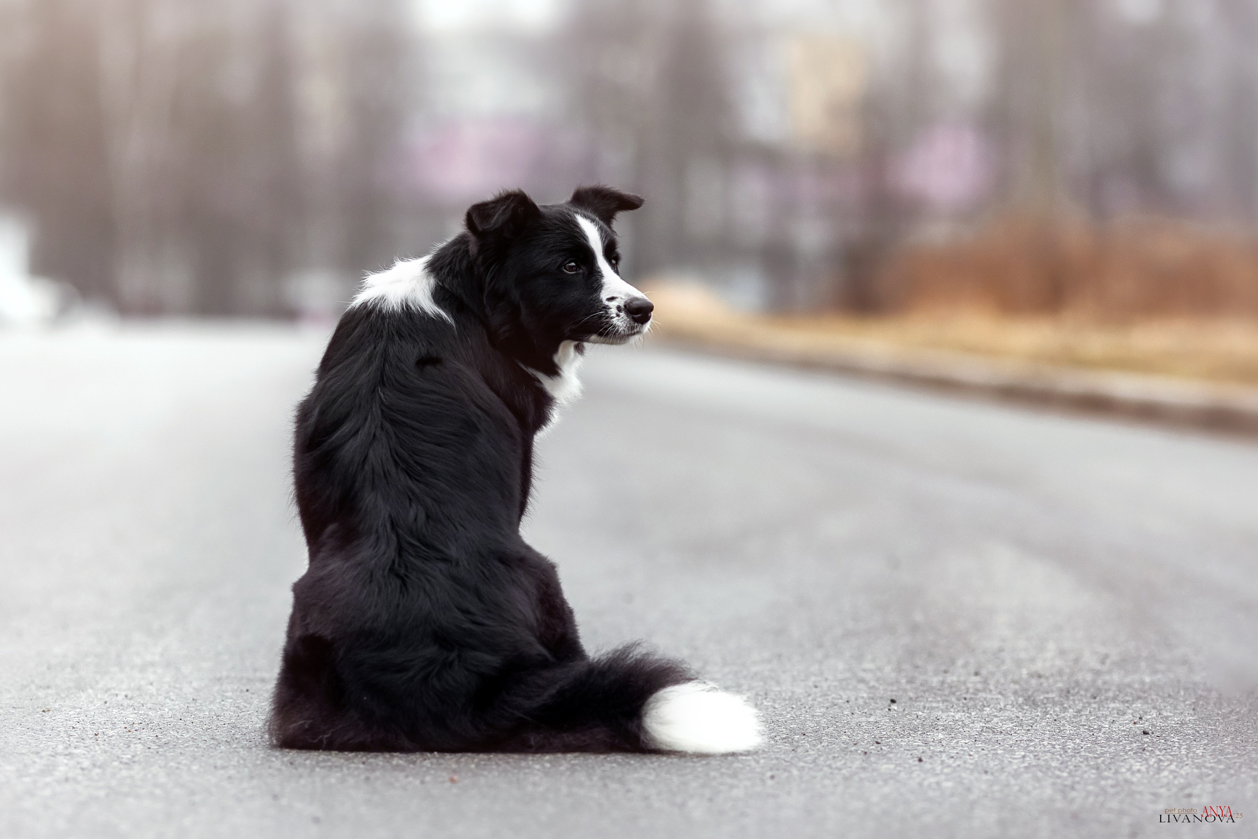 Майли. Фотограф анималист Аня Ливанова | Рыбинск