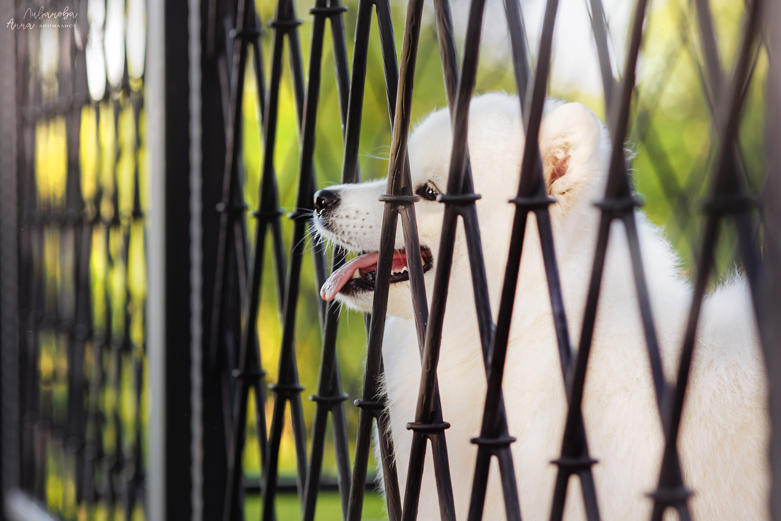 Наташа и Кимми. Фотограф анималист Аня Ливанова | Рыбинск