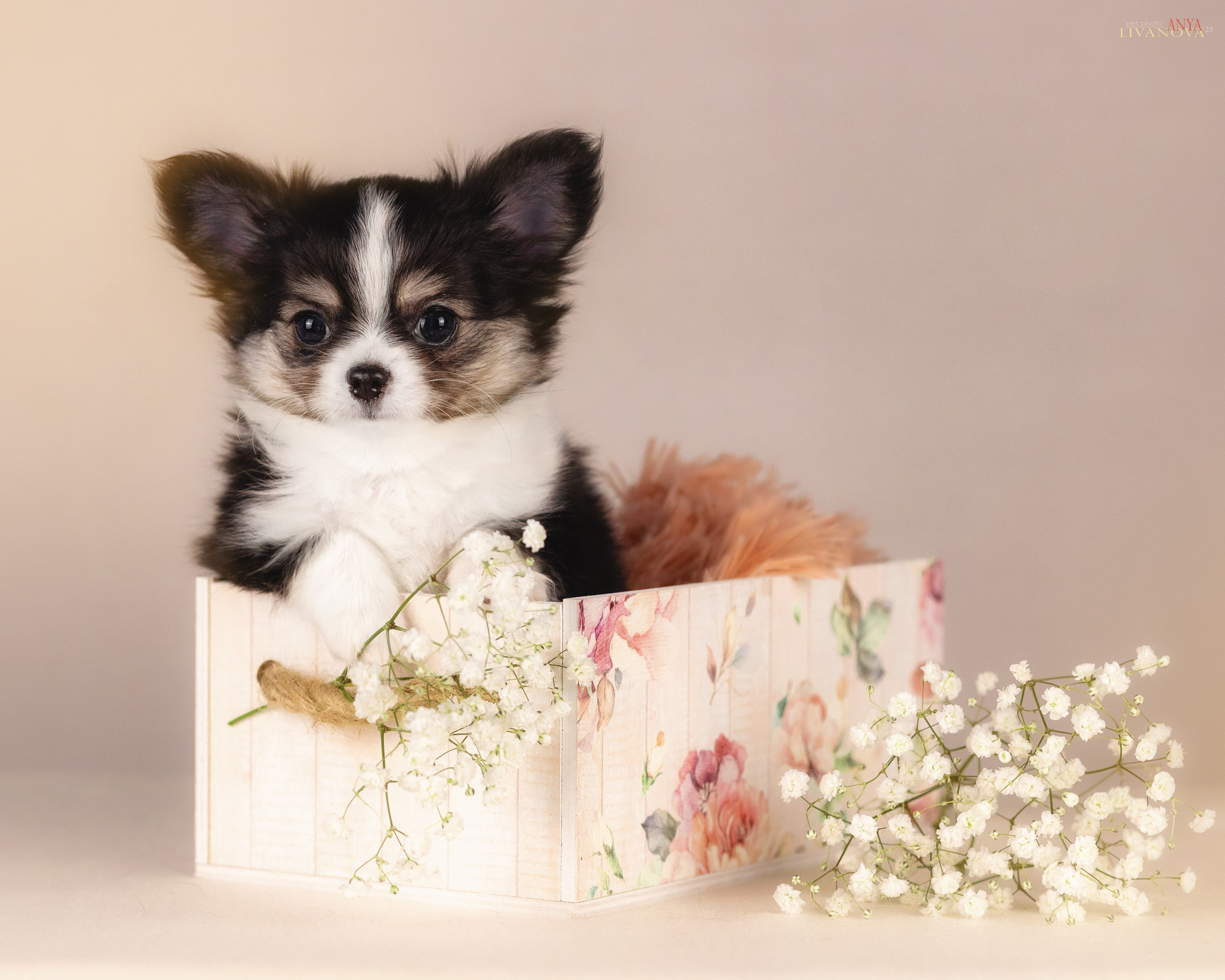 Чихуахуа. Фотограф анималист Аня Ливанова | Рыбинск