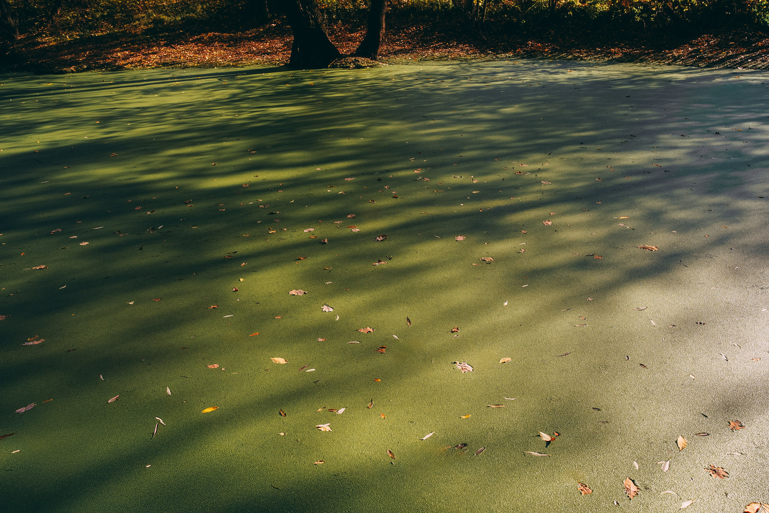 Осень 2025. Фотограф из Москвы — DASHA NOVA | Авторская фотография в разных жанрах