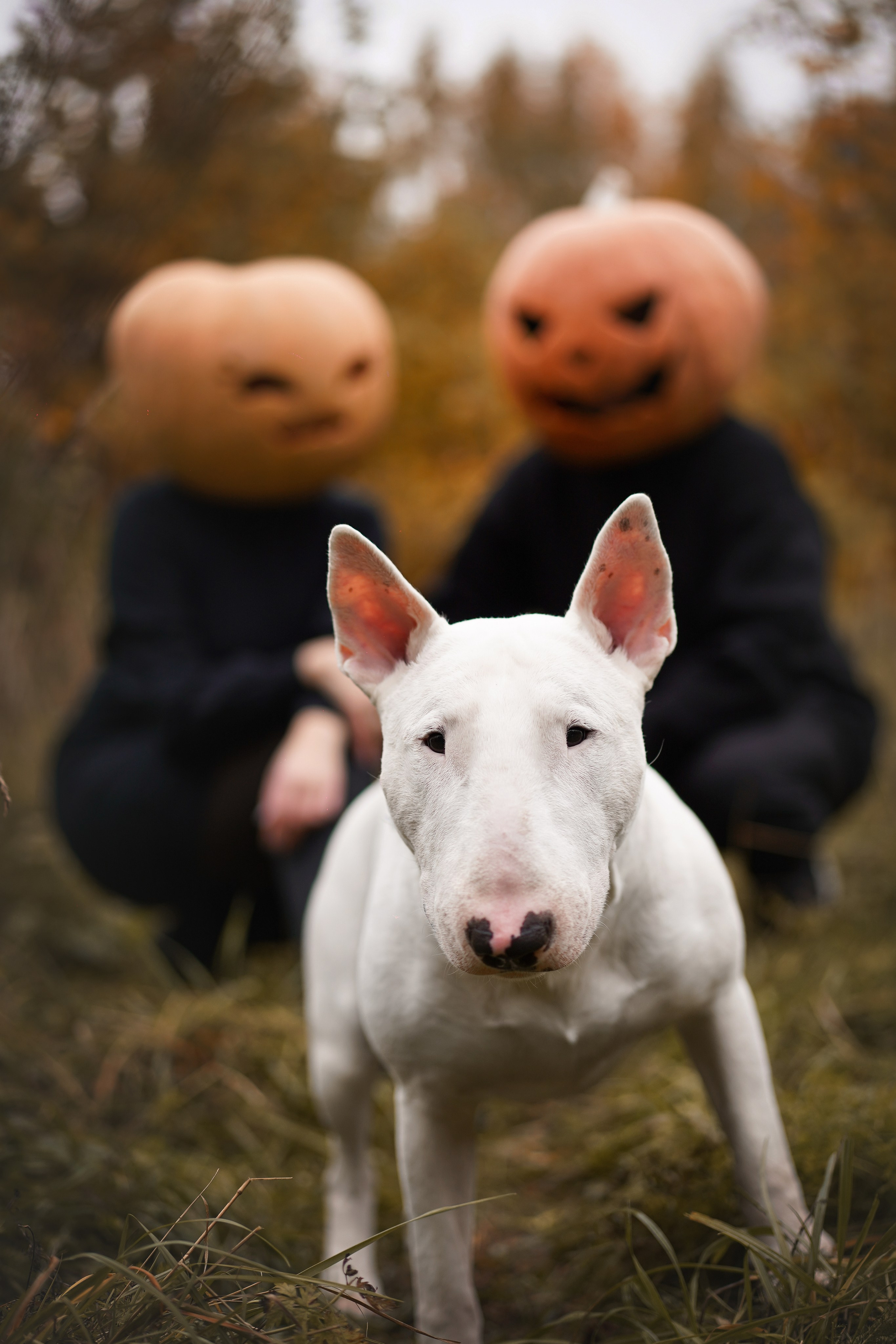 Настя Рома и Сахар Хелоуин. Фотограф-анималист в Санкт-Петербурге Яна Мартынова