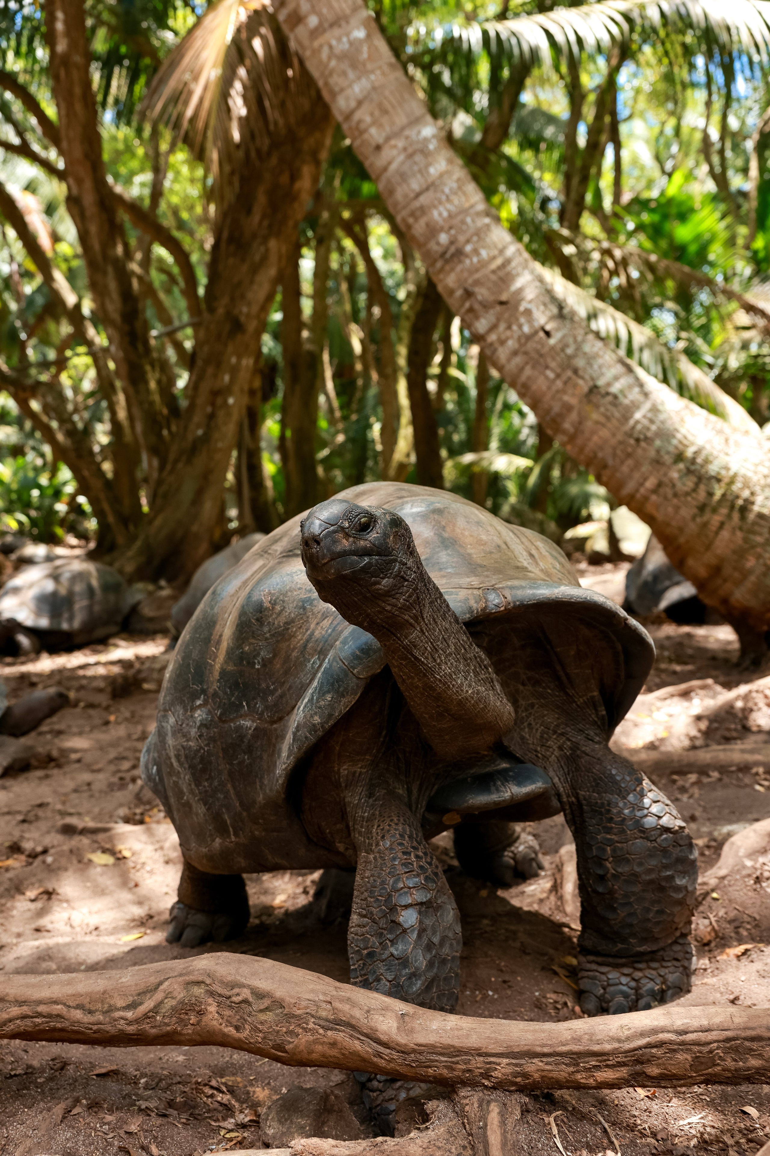 Йога-тур на Сейшелы. Дарья Бухреева — фотограф, видеограф и фототерапевт. Москва и мир