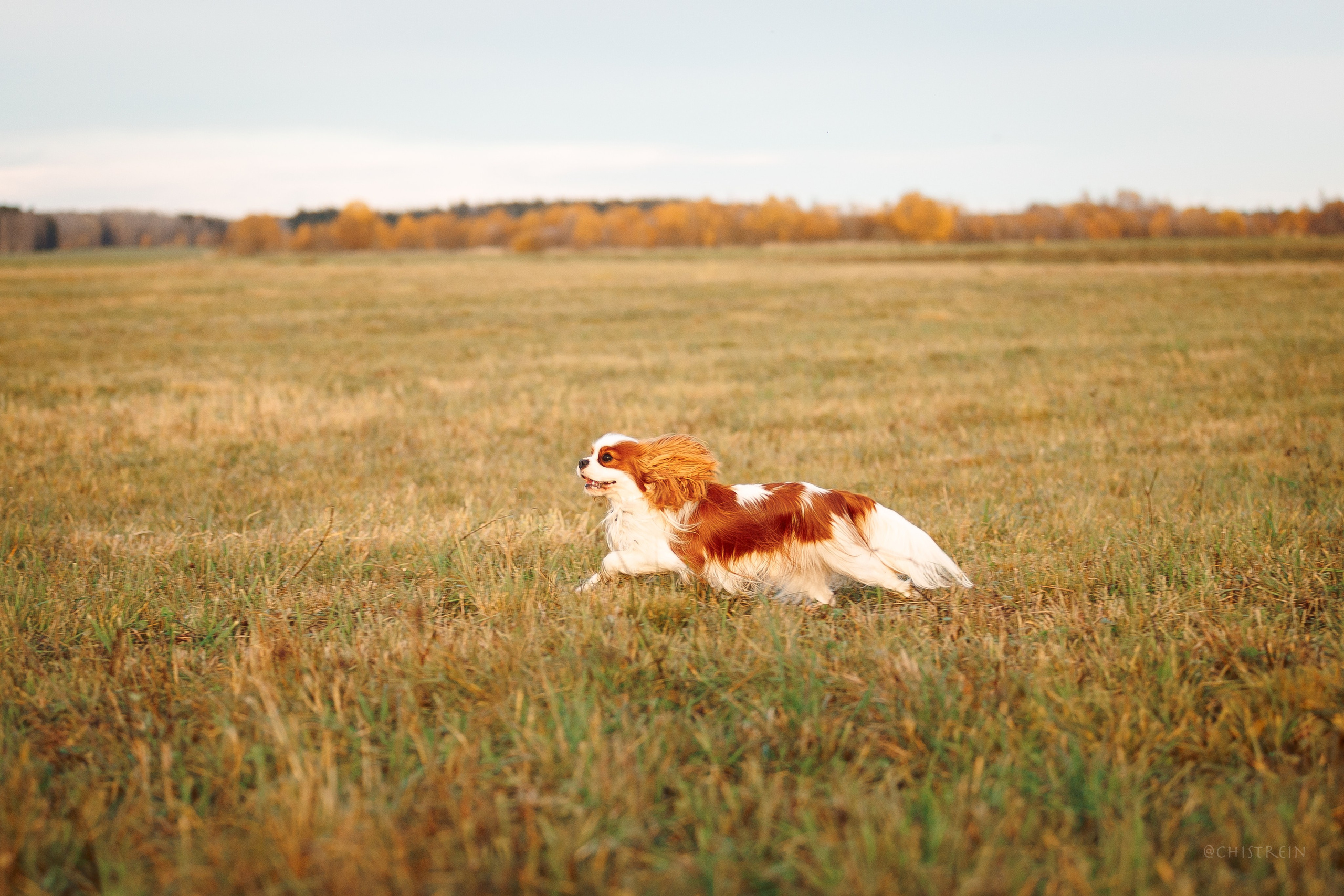Октябрьский закат в полях. Алина и Лео. Фотограф-анималист Наталия Чистюхина в г. Сосновый Бор и ЛО
