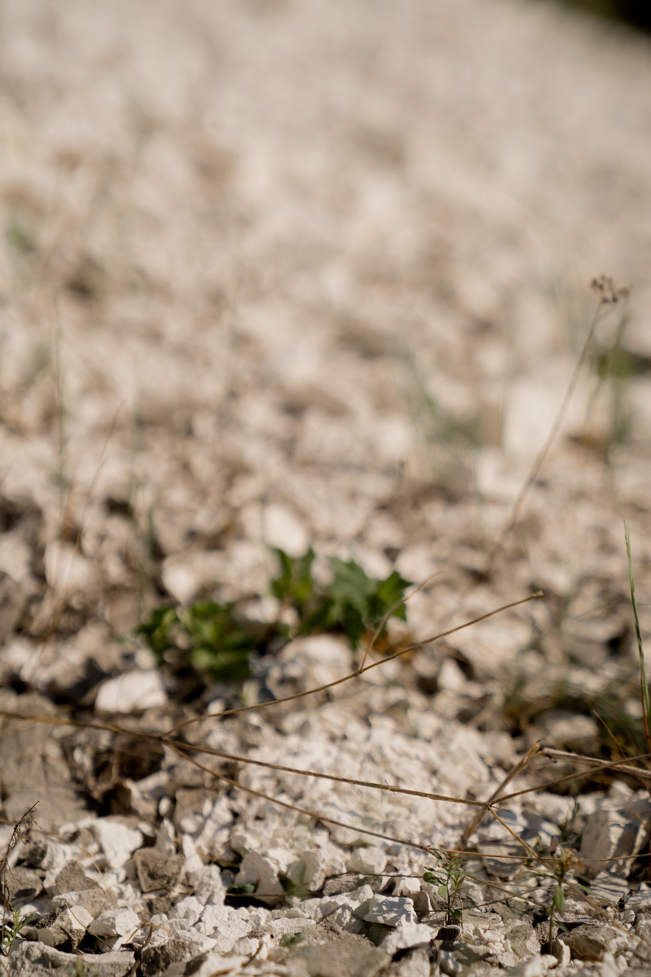 Егор и Лиза. Свадебный фотограф Воронеж Марина Грудинина