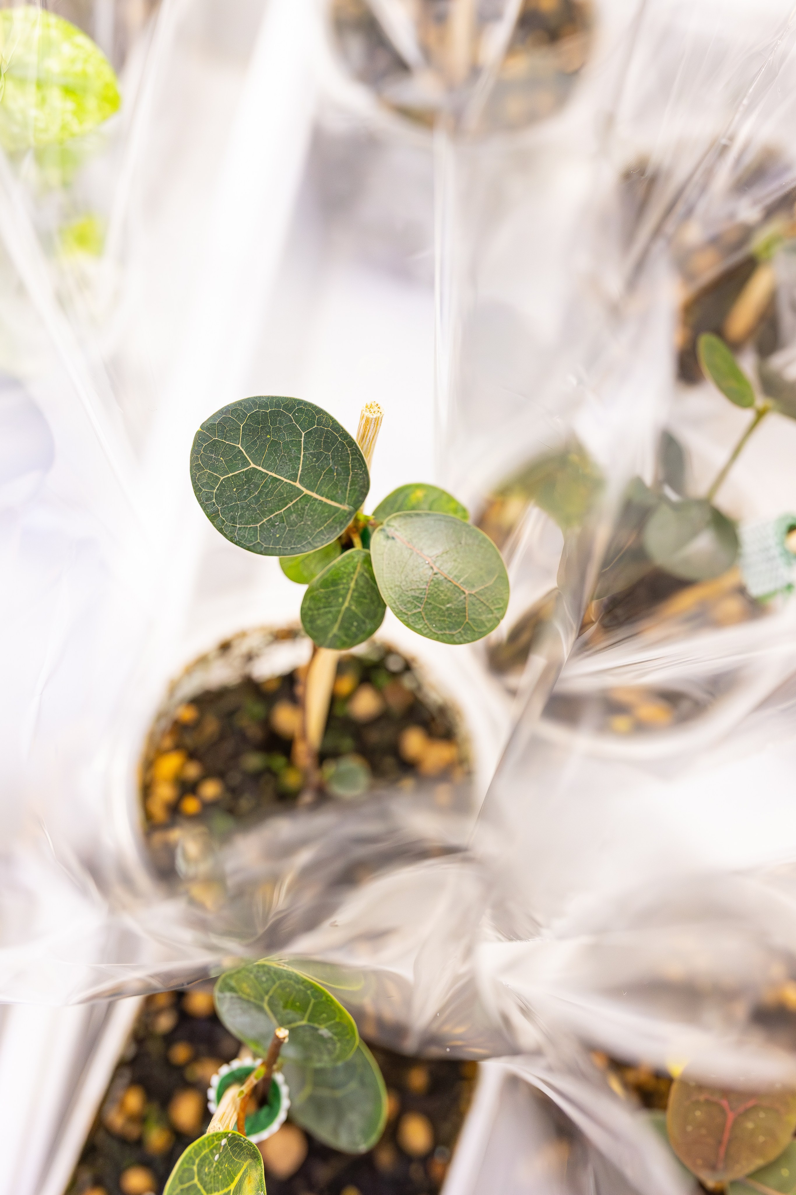 Монстериум апрель 2026. Александра Куликова фотограф, Москва