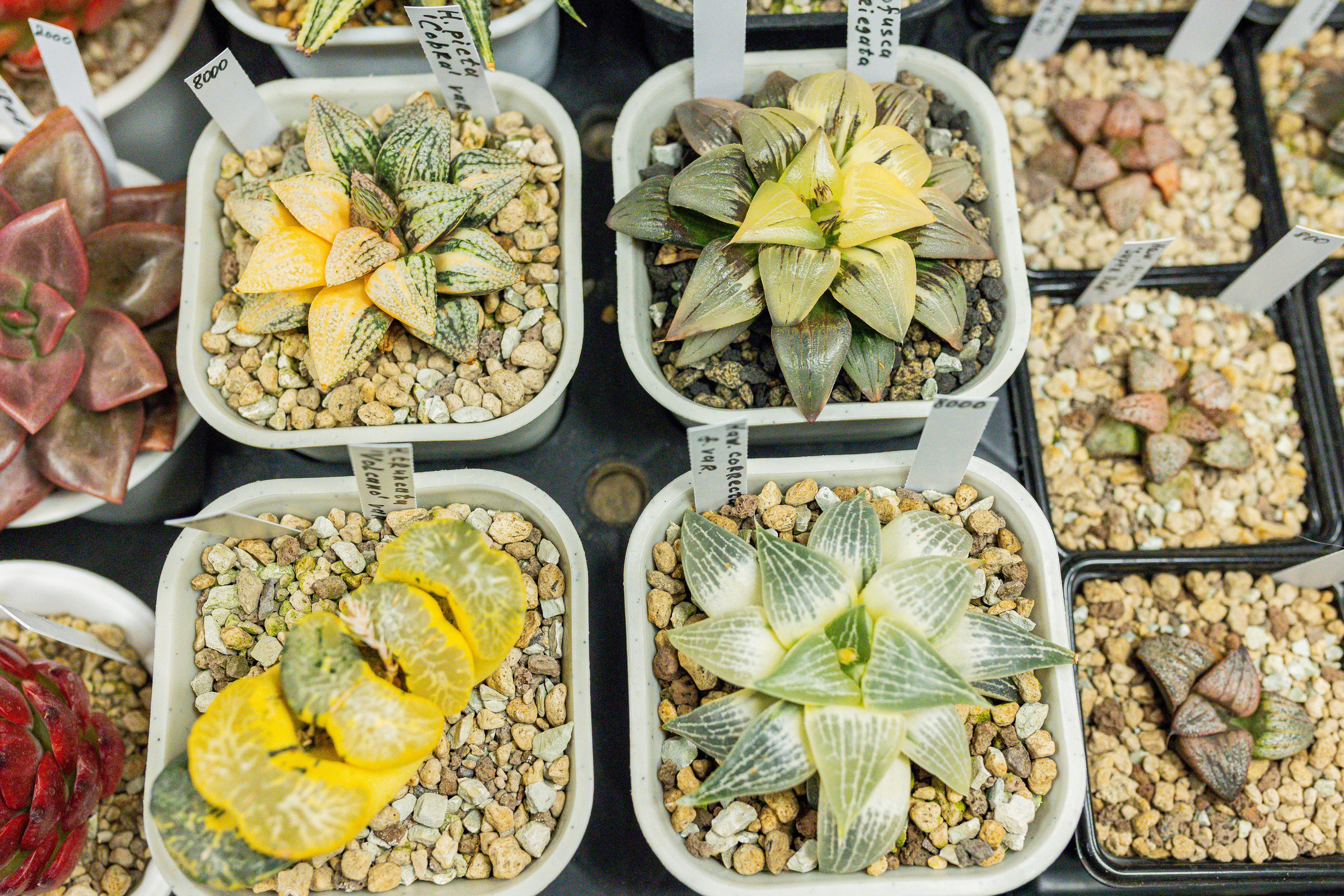 Growbox декабрь 2025. Александра Куликова фотограф, Москва