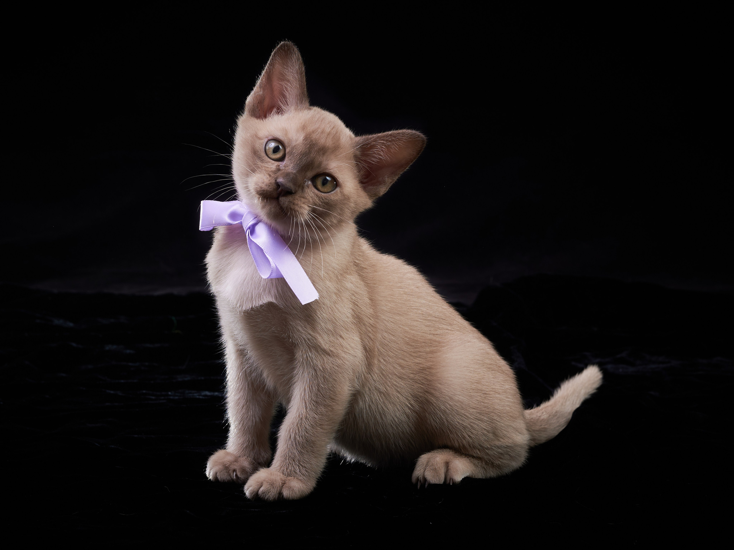 Анималистика. Выездные съемки. Фотограф людей и животных в Санкт-Петербурге Марина Бурмистрова