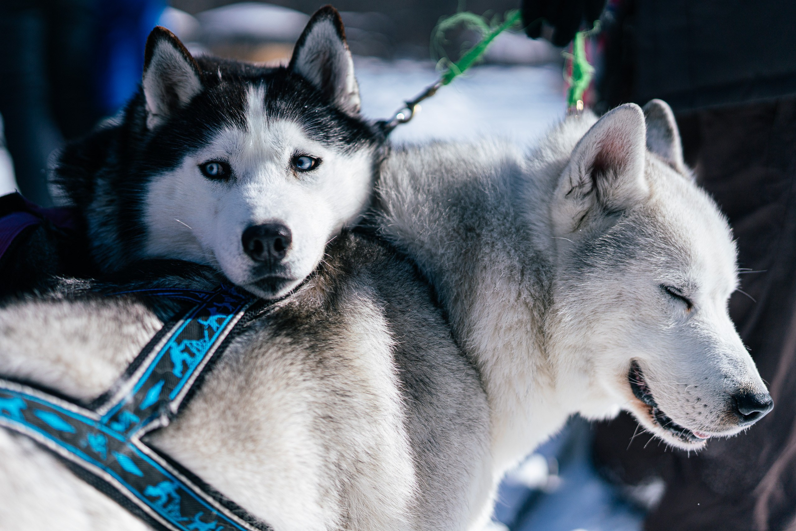 Хаски. Фото журналист
