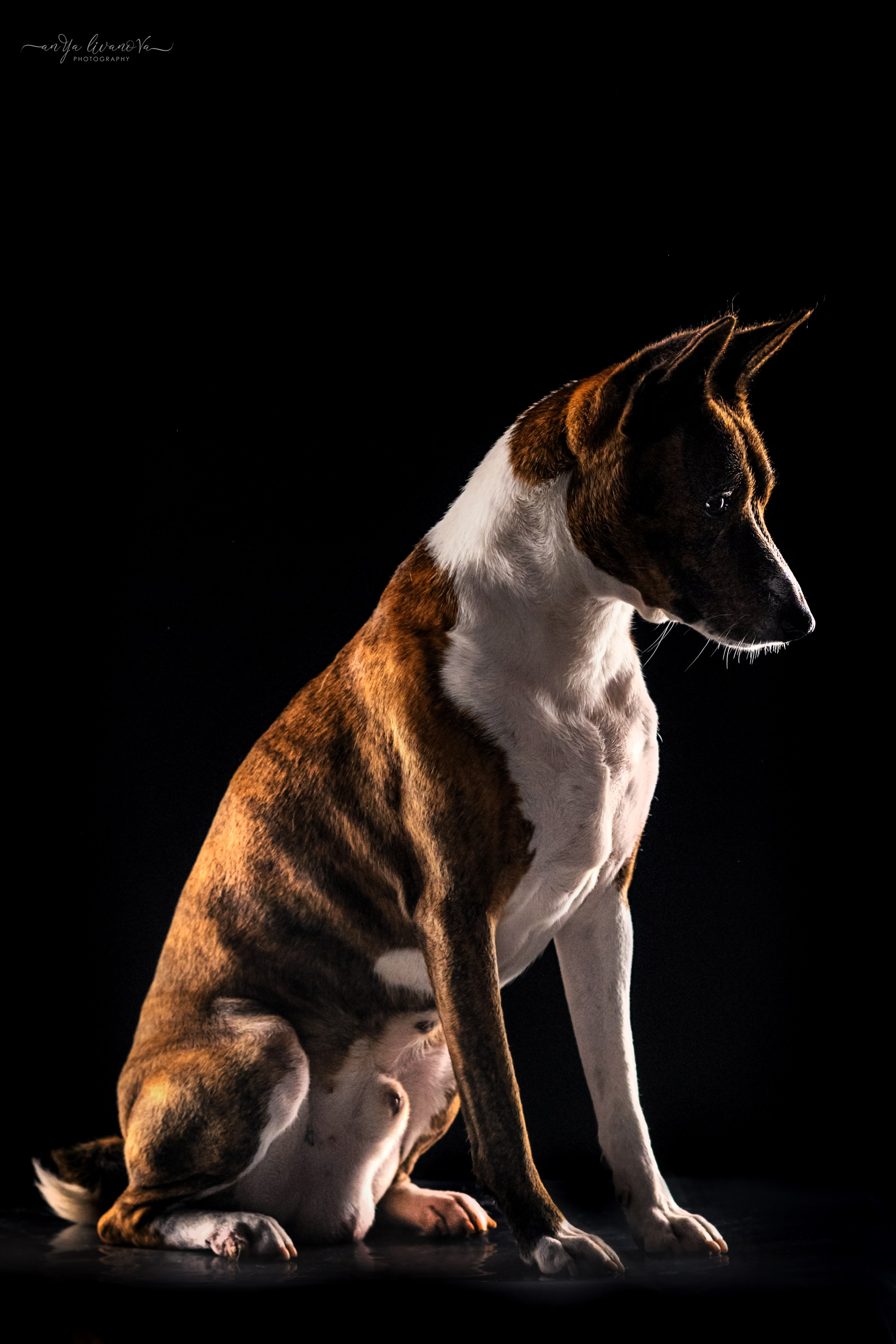 Стёпан. Фотограф анималист Аня Ливанова | Рыбинск