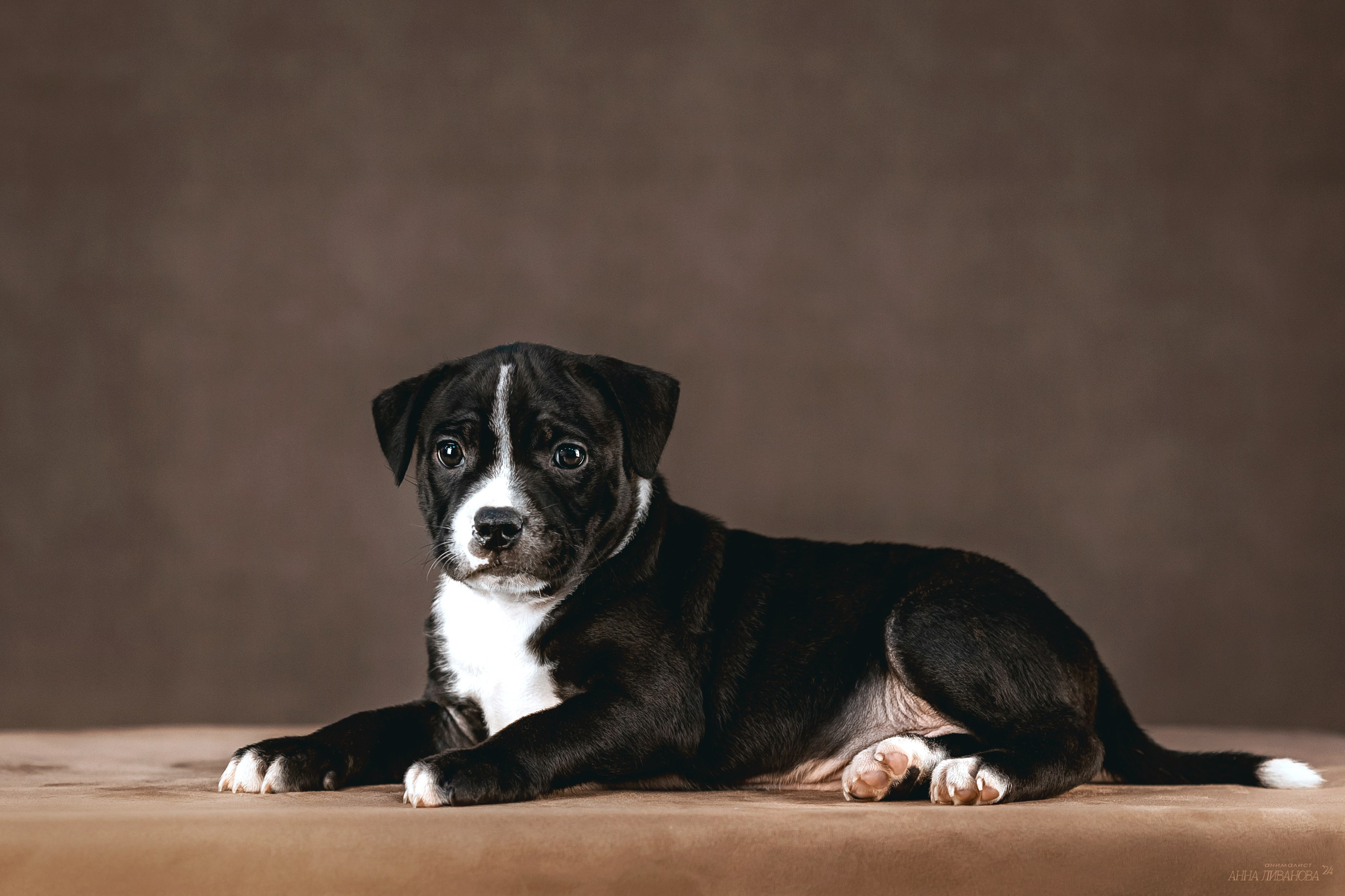 Стаффи. Фотограф анималист Аня Ливанова | Рыбинск