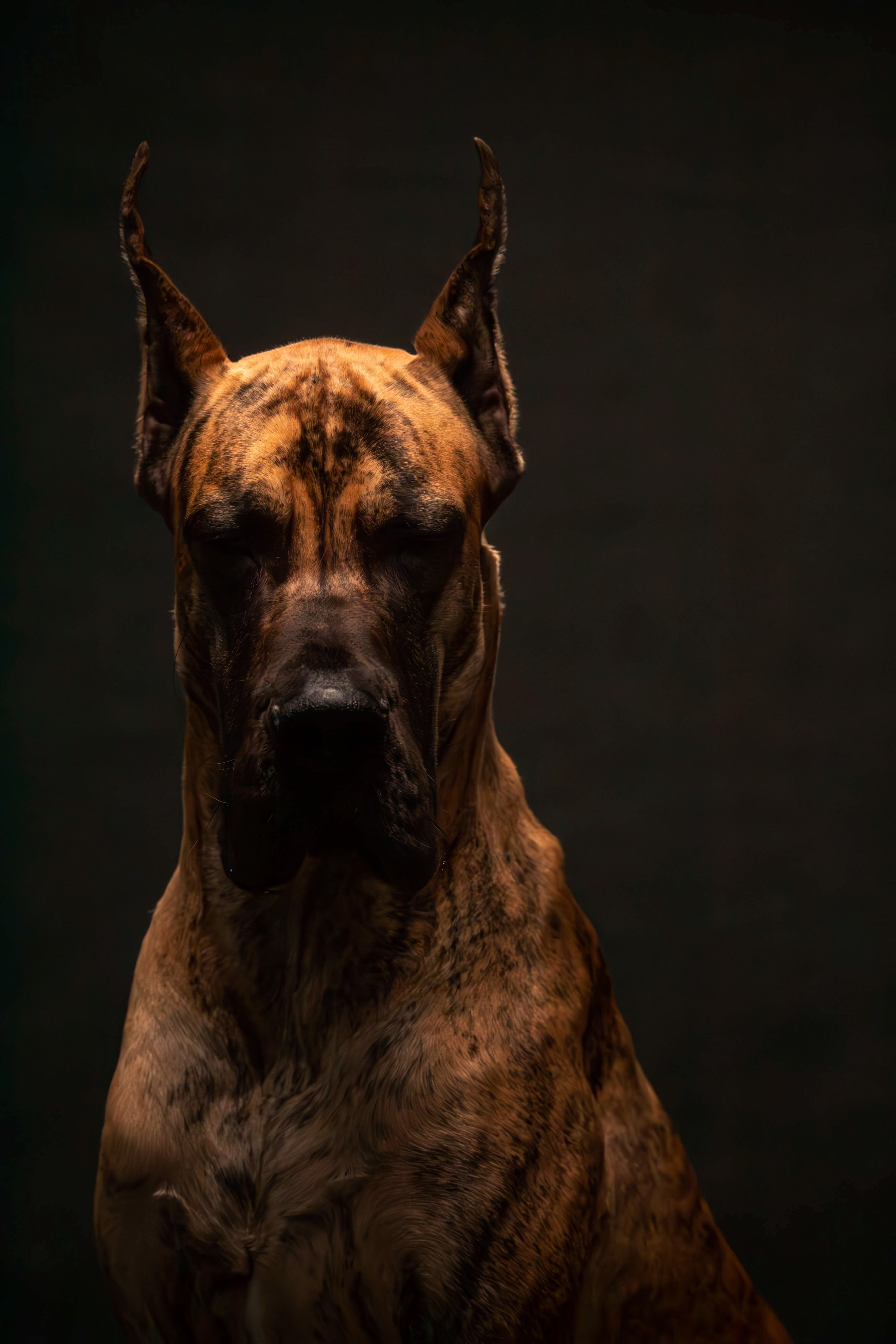 Елена, Honney Highlight и Эрафия. Фотограф анималист — Тула, Москва