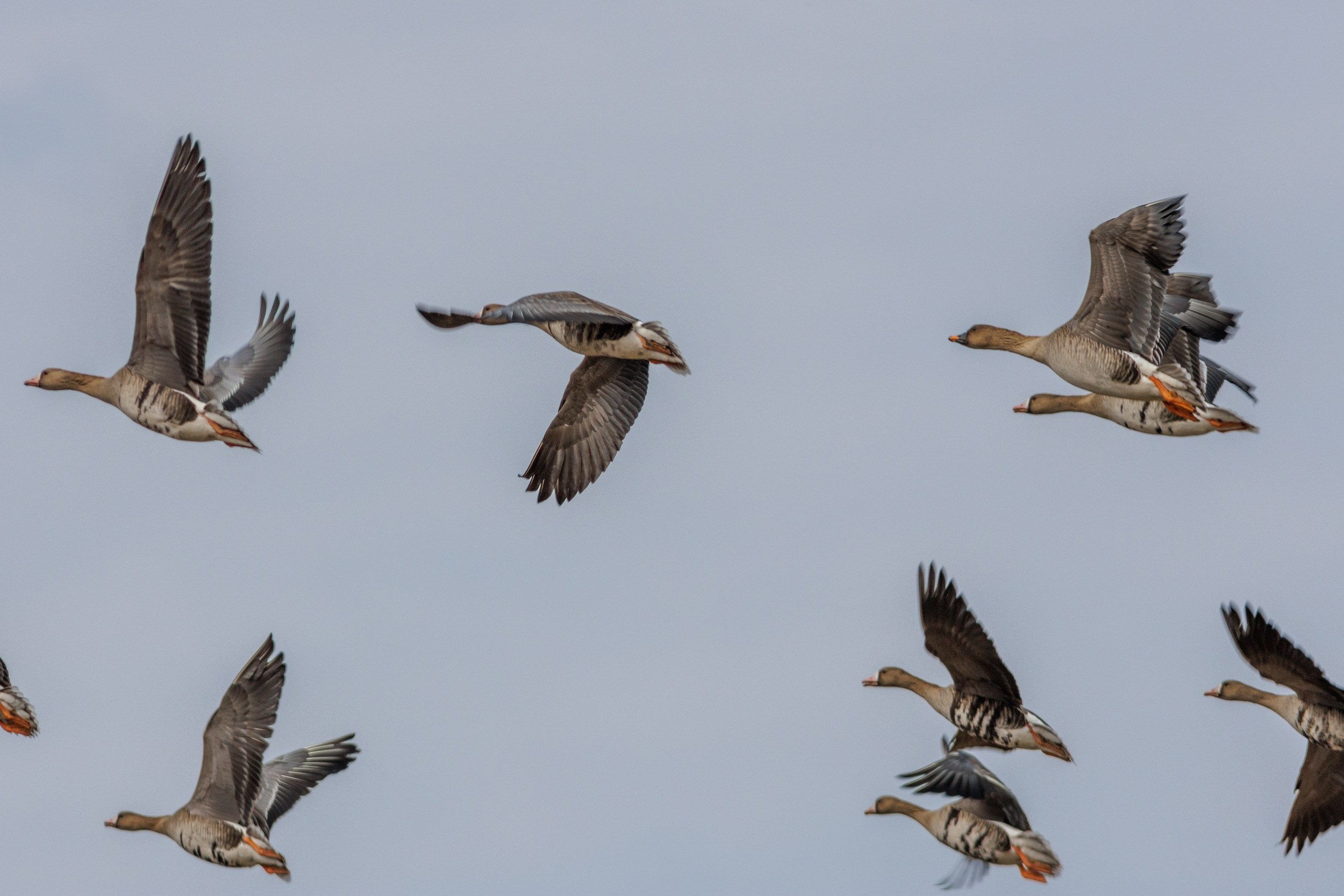 Белолобые гуси. Фотограф дикой природы Роман Исаенков