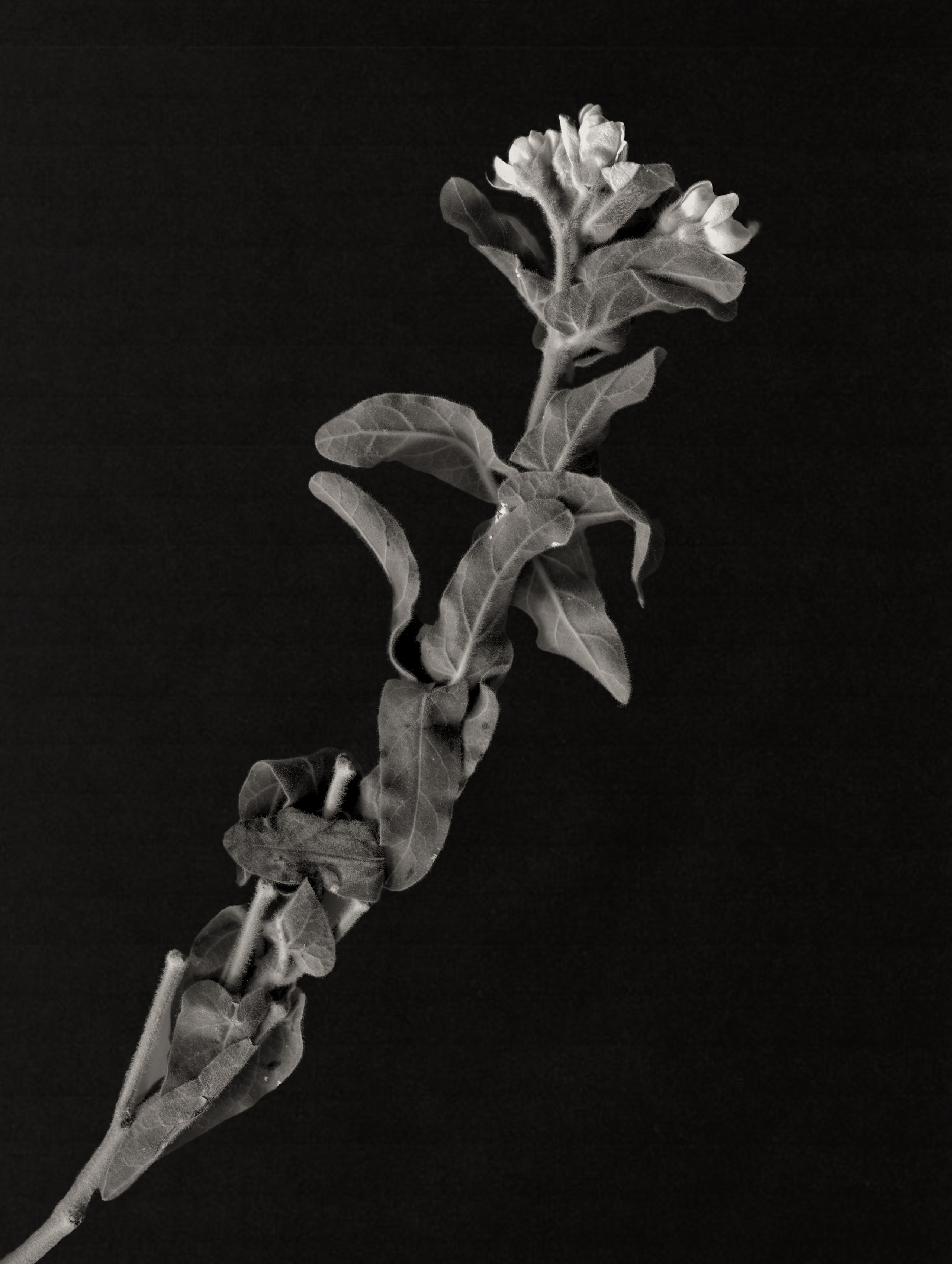 Тут цветочное. Фотограф Мария Поленова