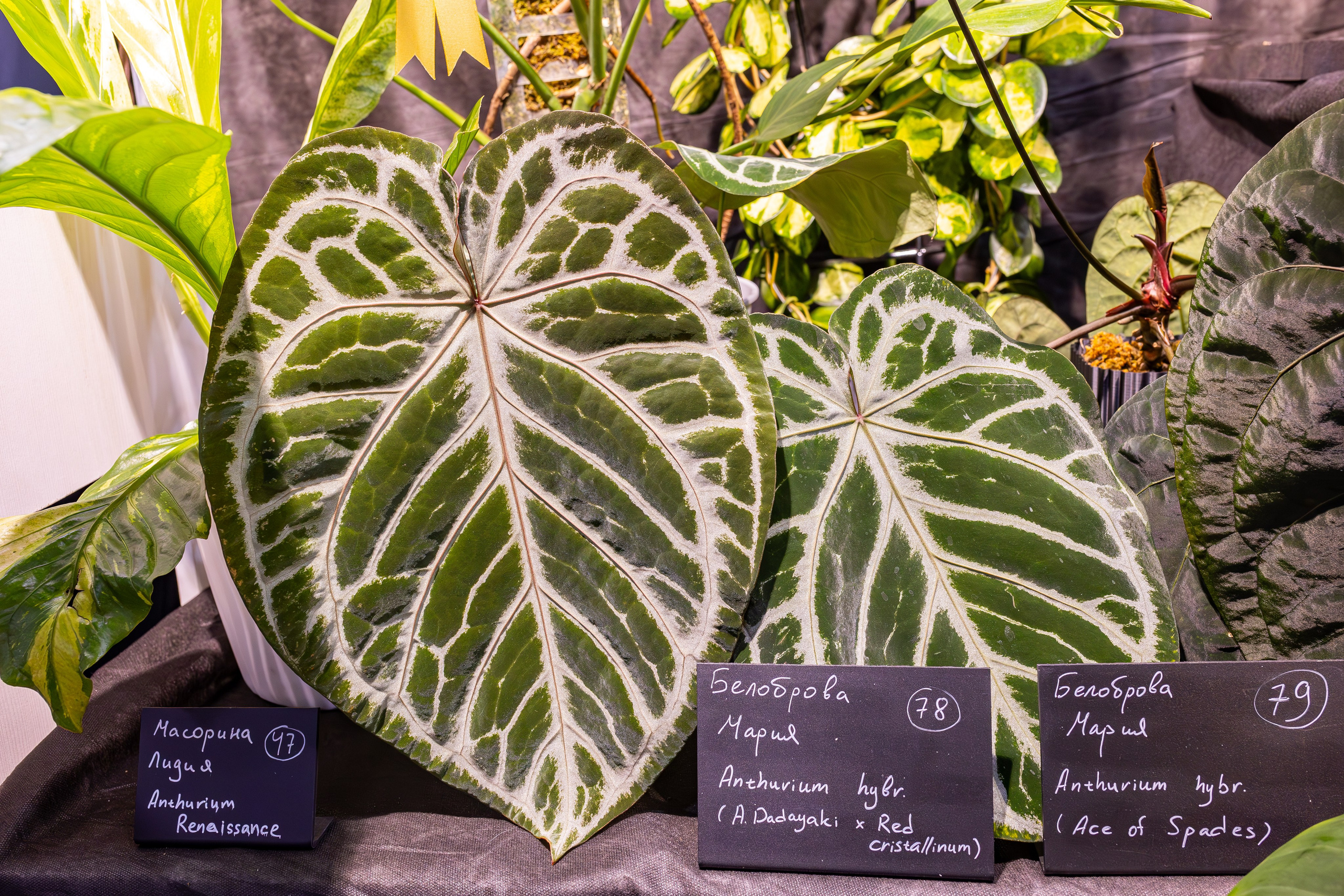 Монстериум 11–12 октября. Александра Куликова фотограф, Москва