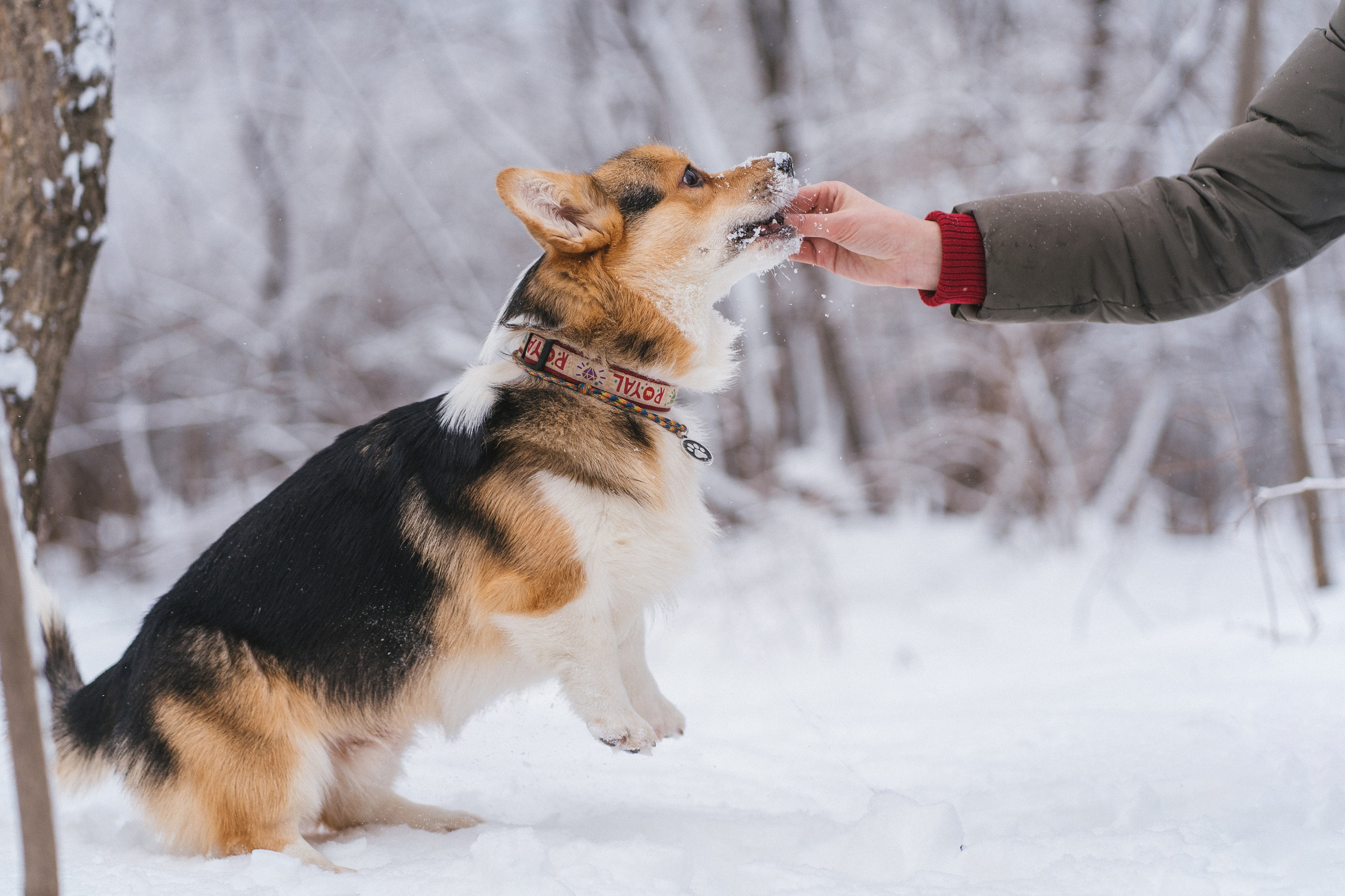 Каспер и Полина. Свадебный фотограф в Москве Анна Полушина