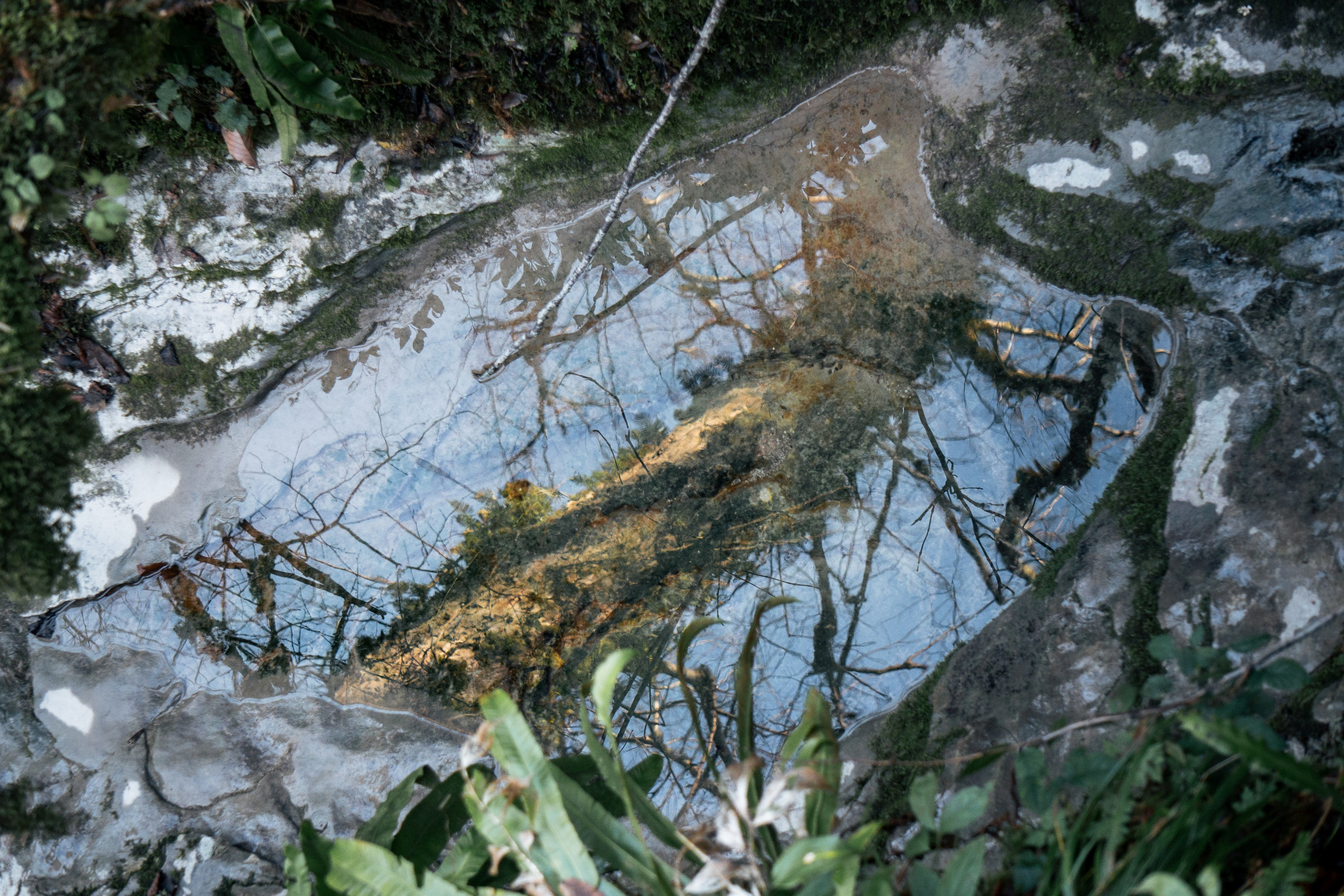 Тисо-самшитовая роща. Yaratezza production