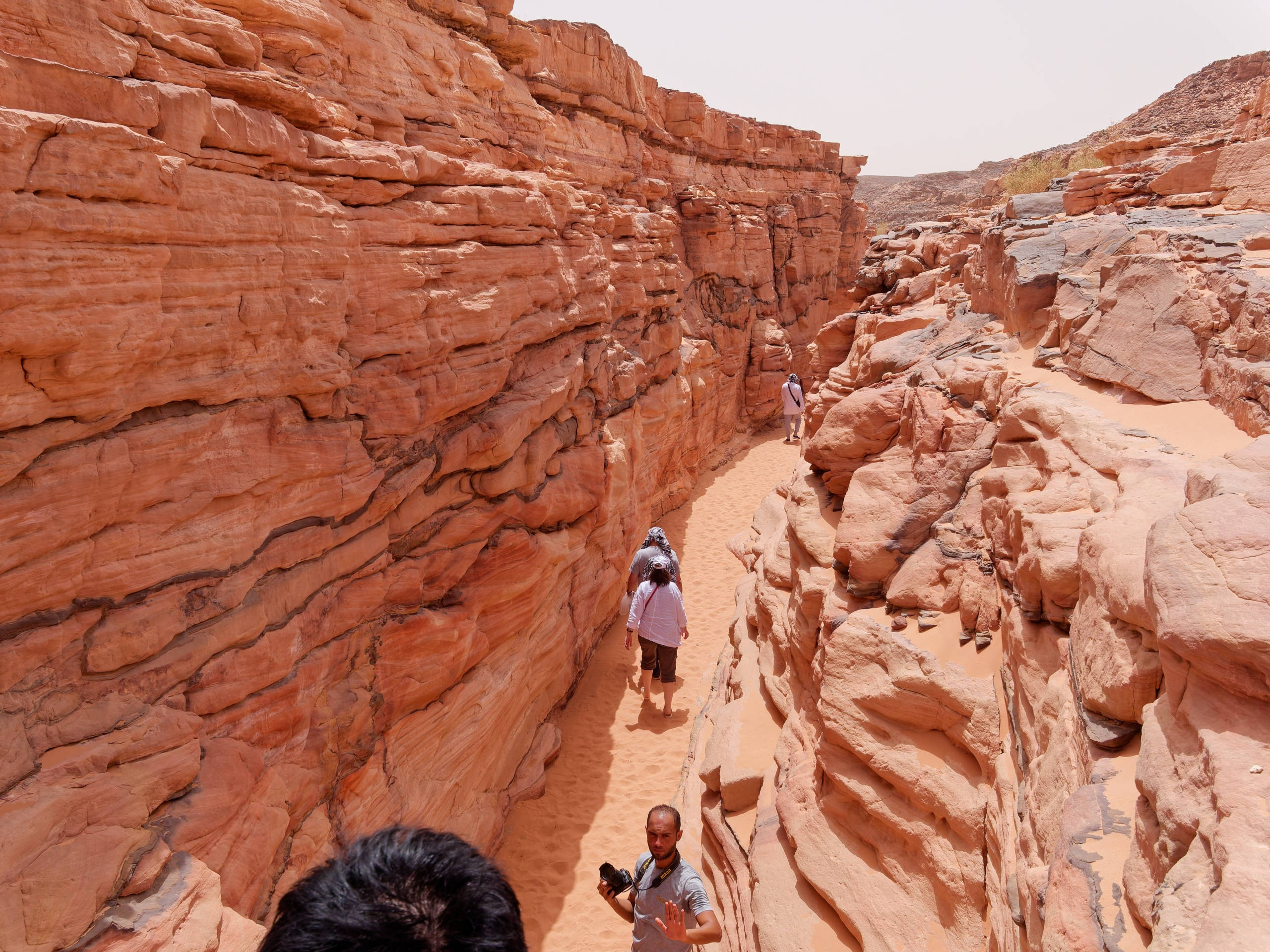 Шарм-эль-Шейх 2022, сафари. Избранные фотографии