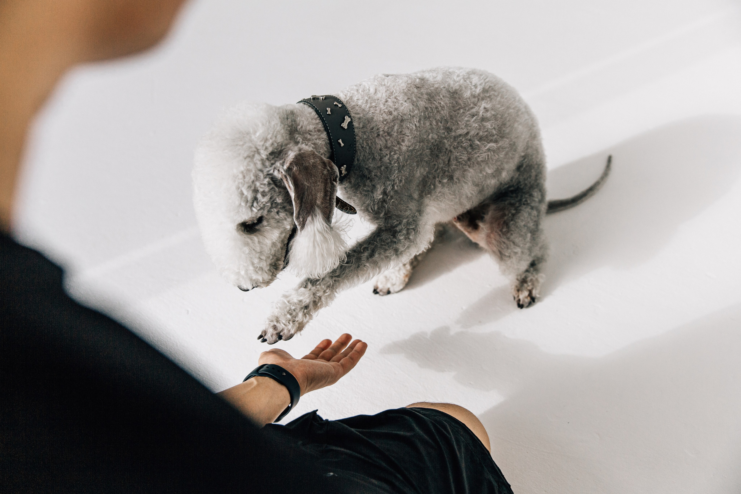 Лаборатория Канистерапии. Фотограф-анималист в Москве Соломонова Варвара