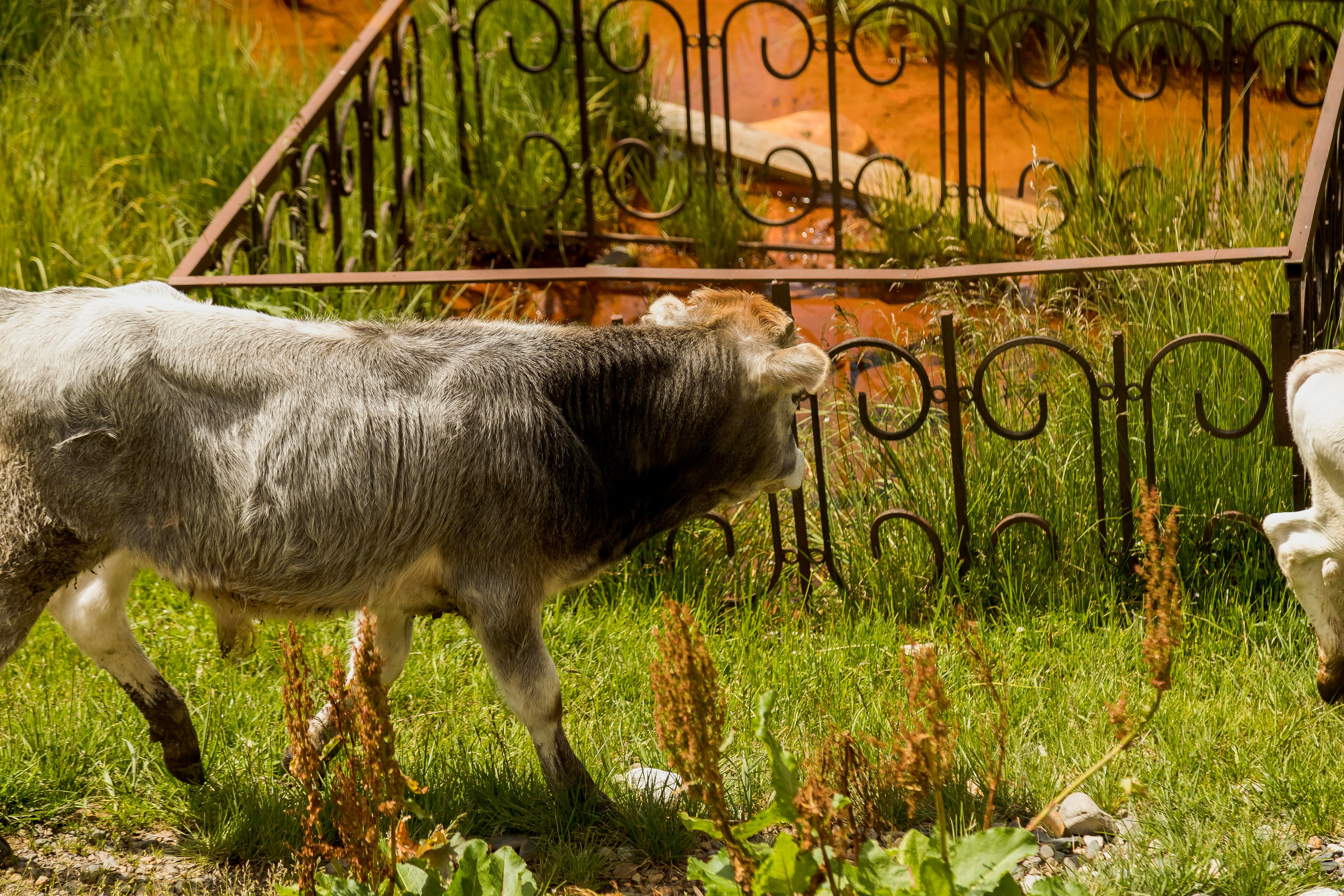 Уштулу. GIGI TOUR