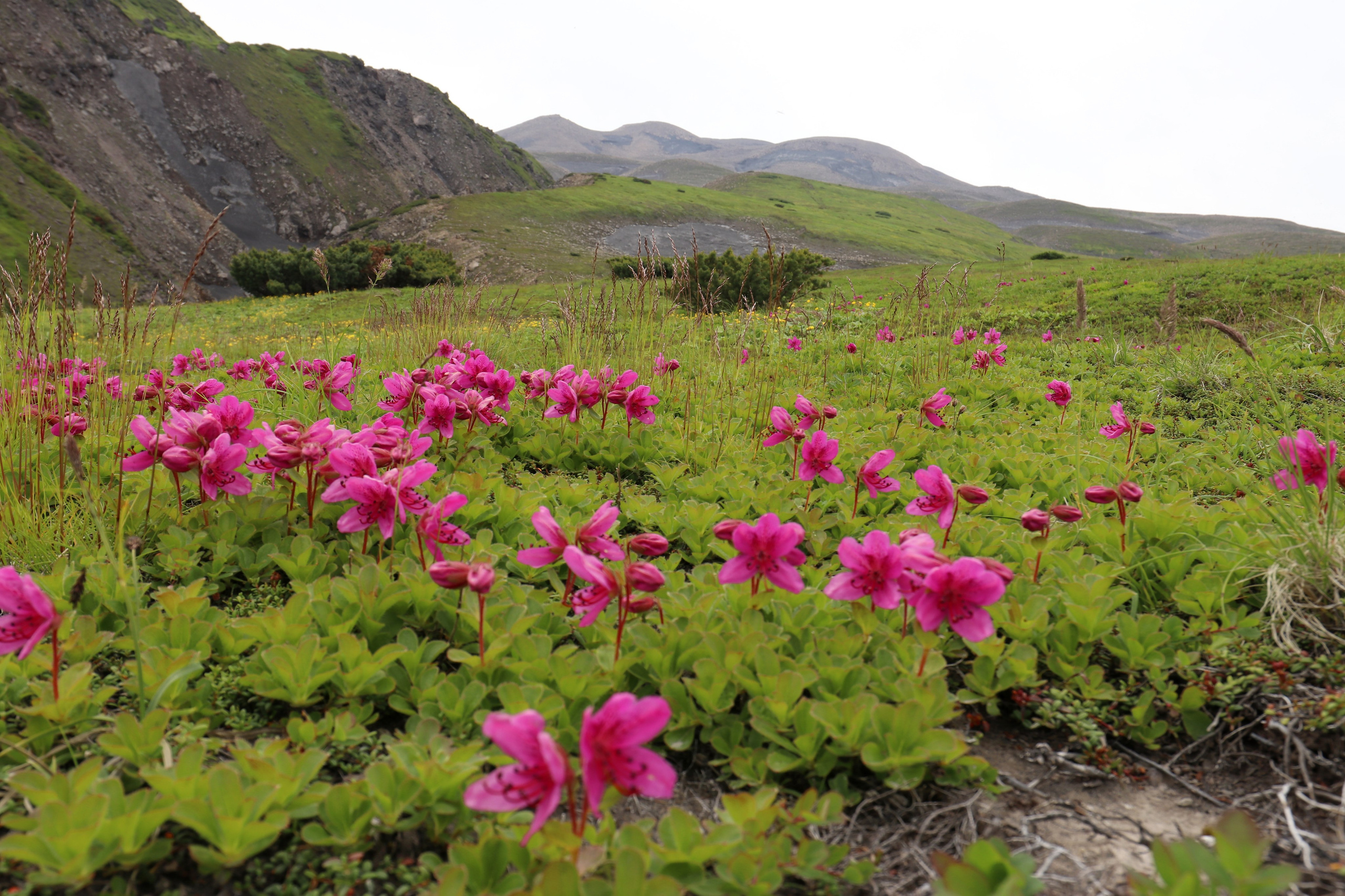 Камчатка и о. Парамушир. Июль 2024. Путешественник-фотограф из Санкт-Петербурга Татьяна Свистулина