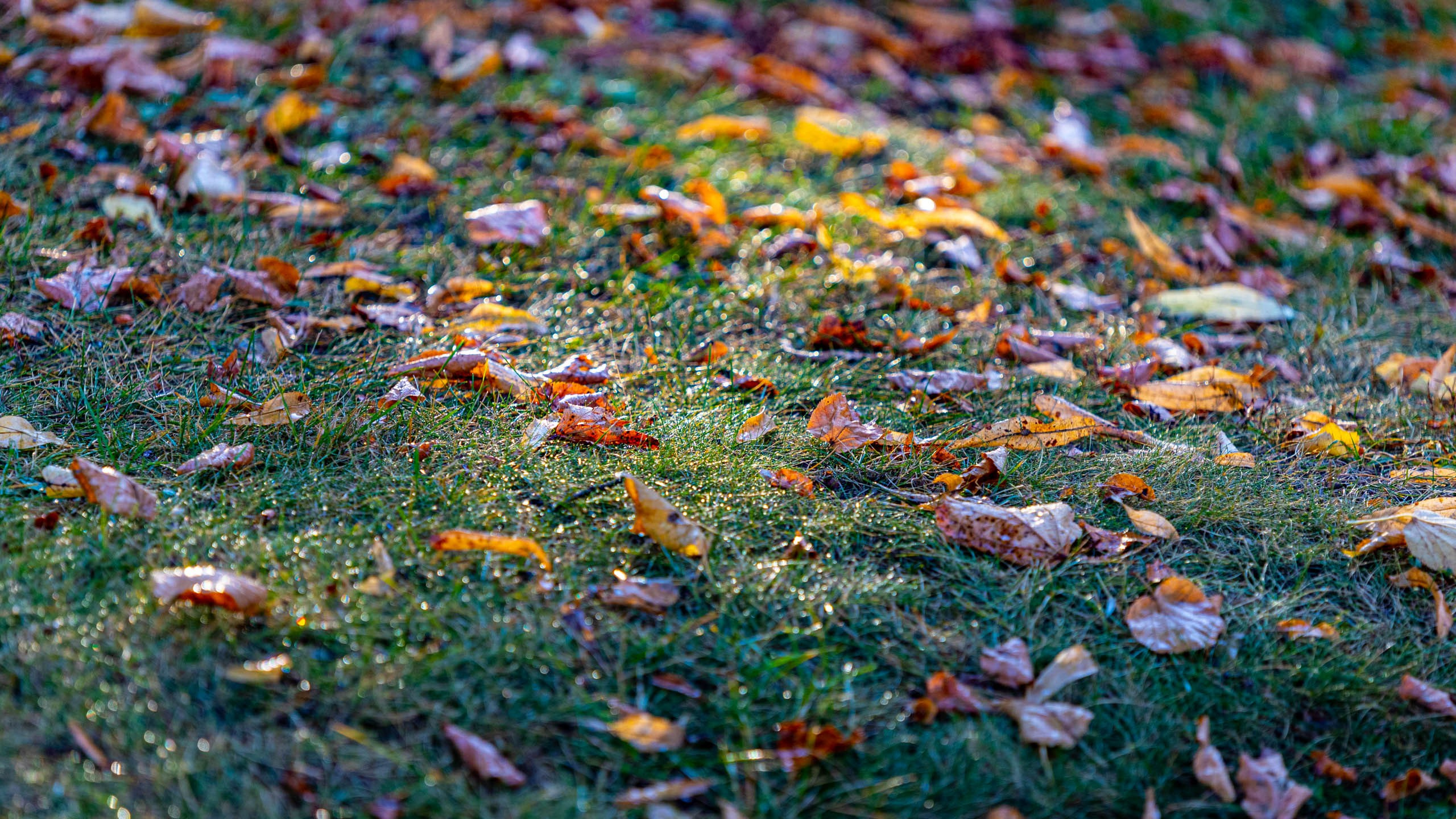 2023 09 Царицыно. Фотографии