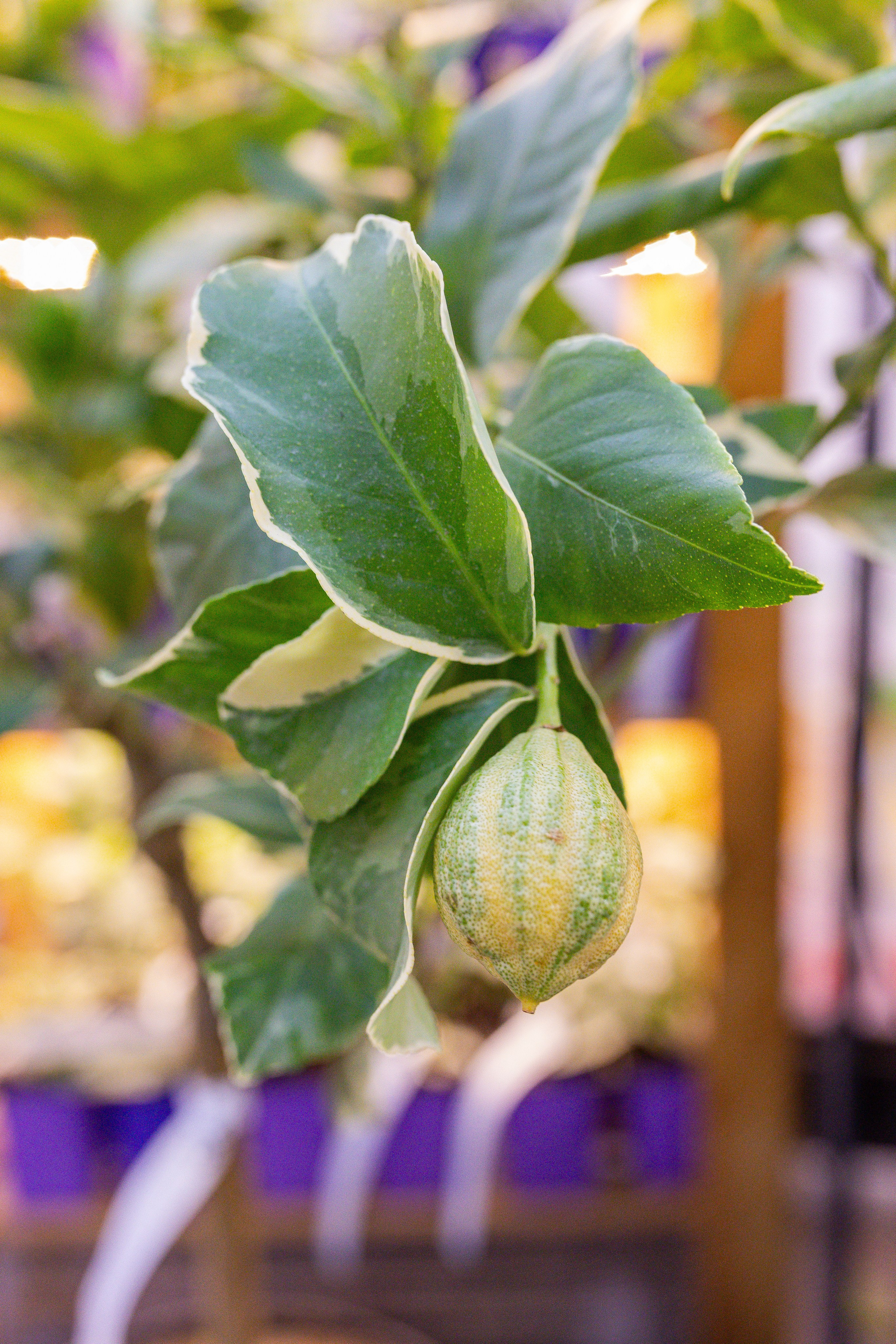 Орхидиум 12.2025. Александра Куликова фотограф, Москва