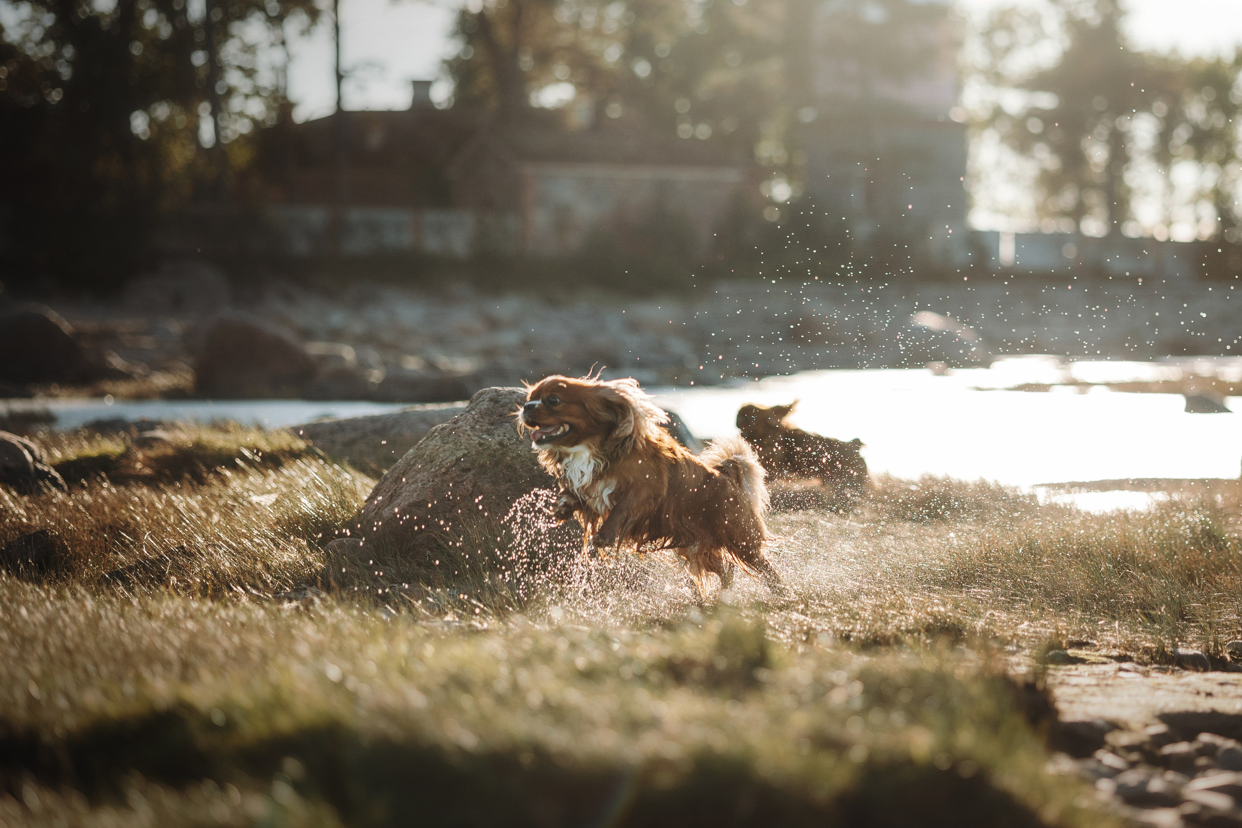 Верон, Гарри и их семья. Фотограф — Анималист | Санкт-Петербург