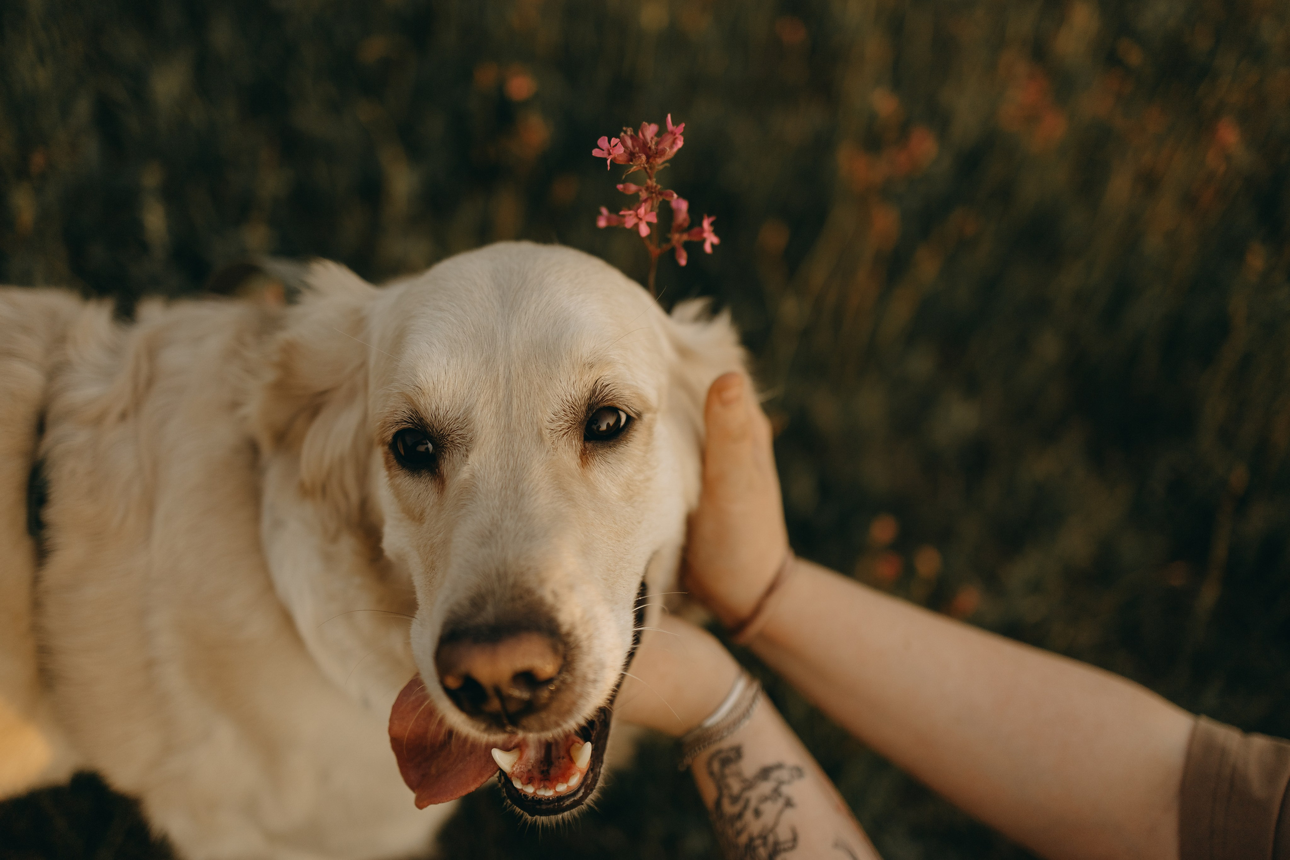 Милка и ребята. Фотограф — Анималист | Санкт-Петербург