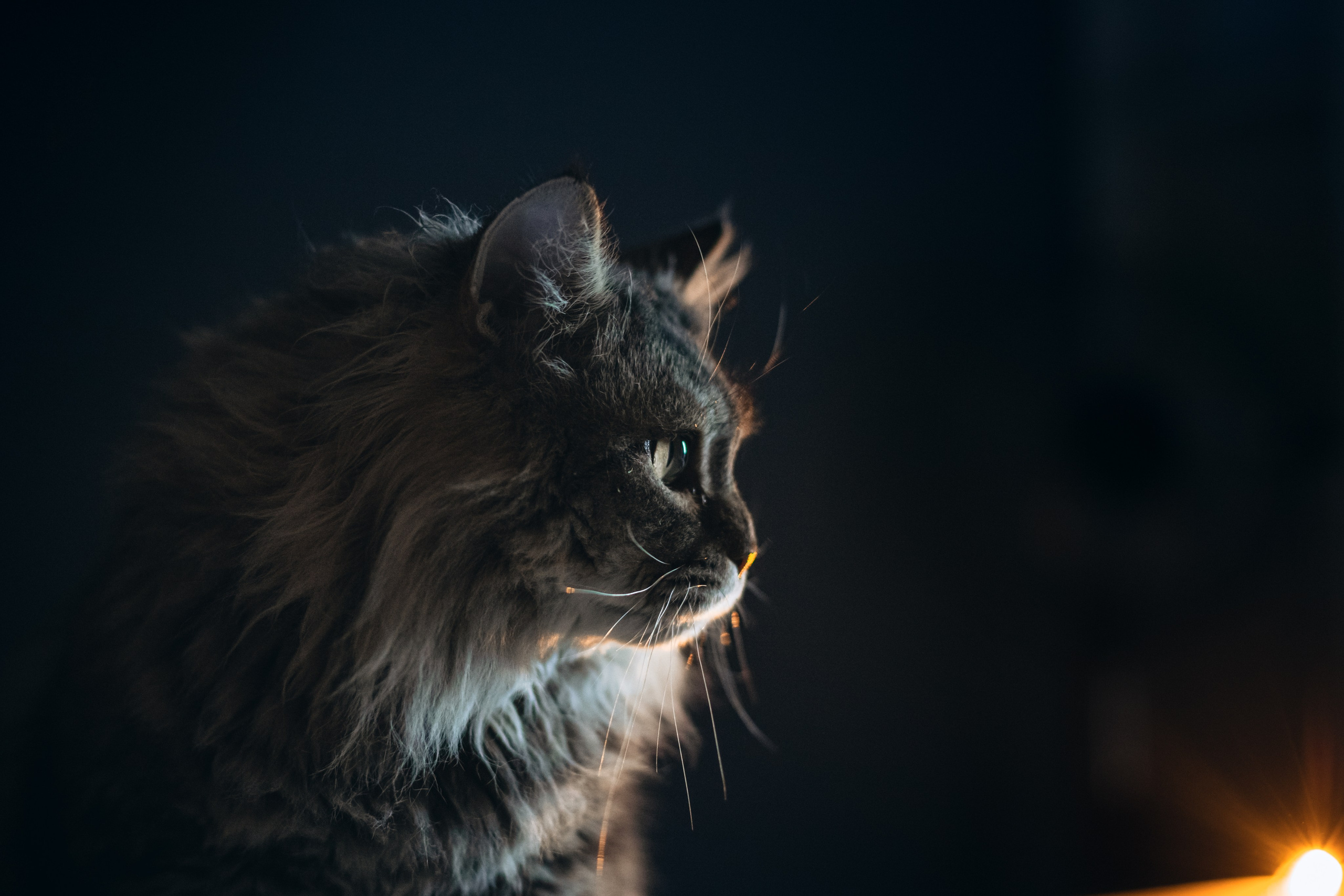 Домашняя фотосессия кота. Фотограф-анималист Татьяна Степанова