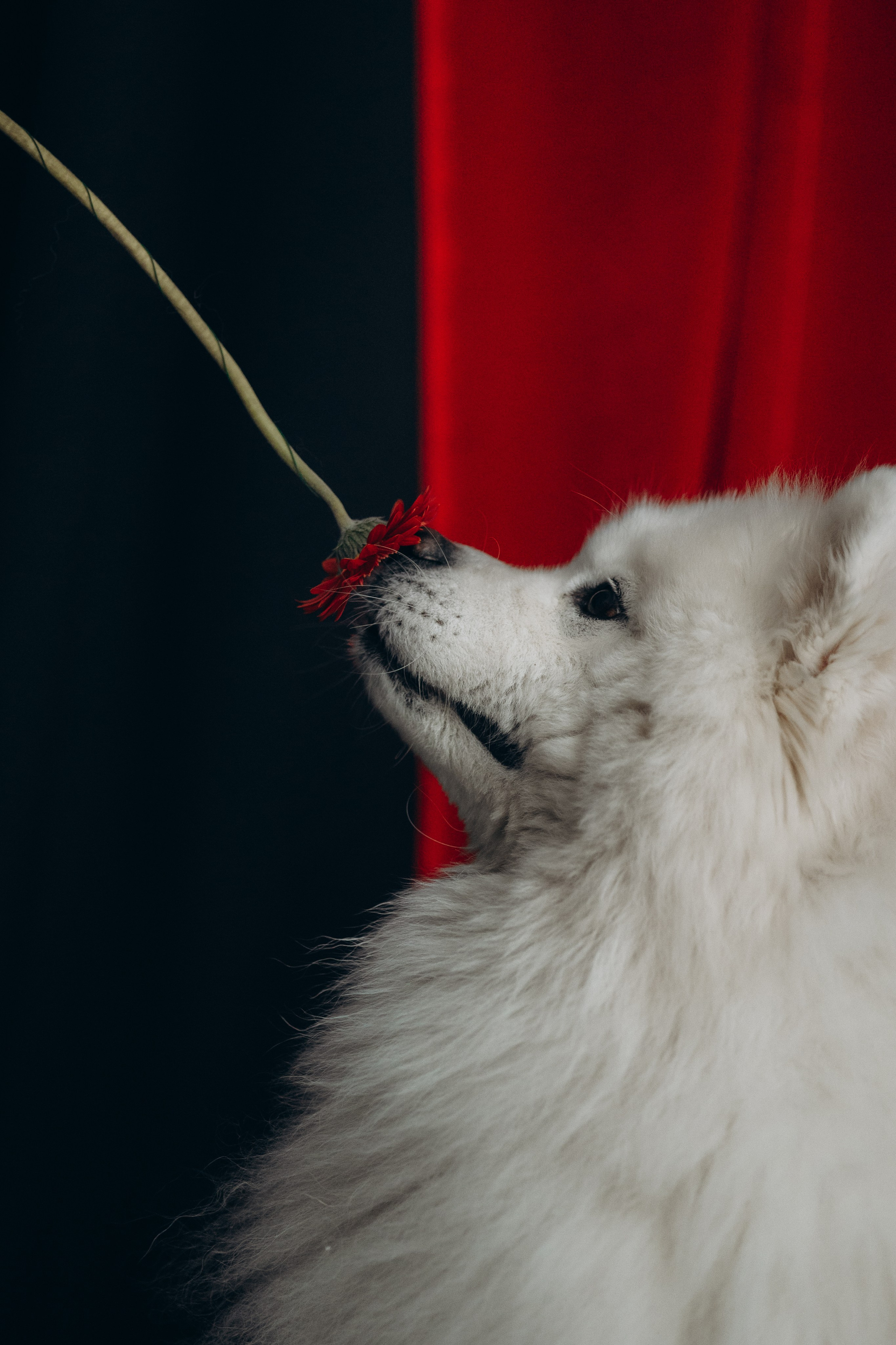 Настя и Кристофер. Фотограф — Анималист | Санкт-Петербург