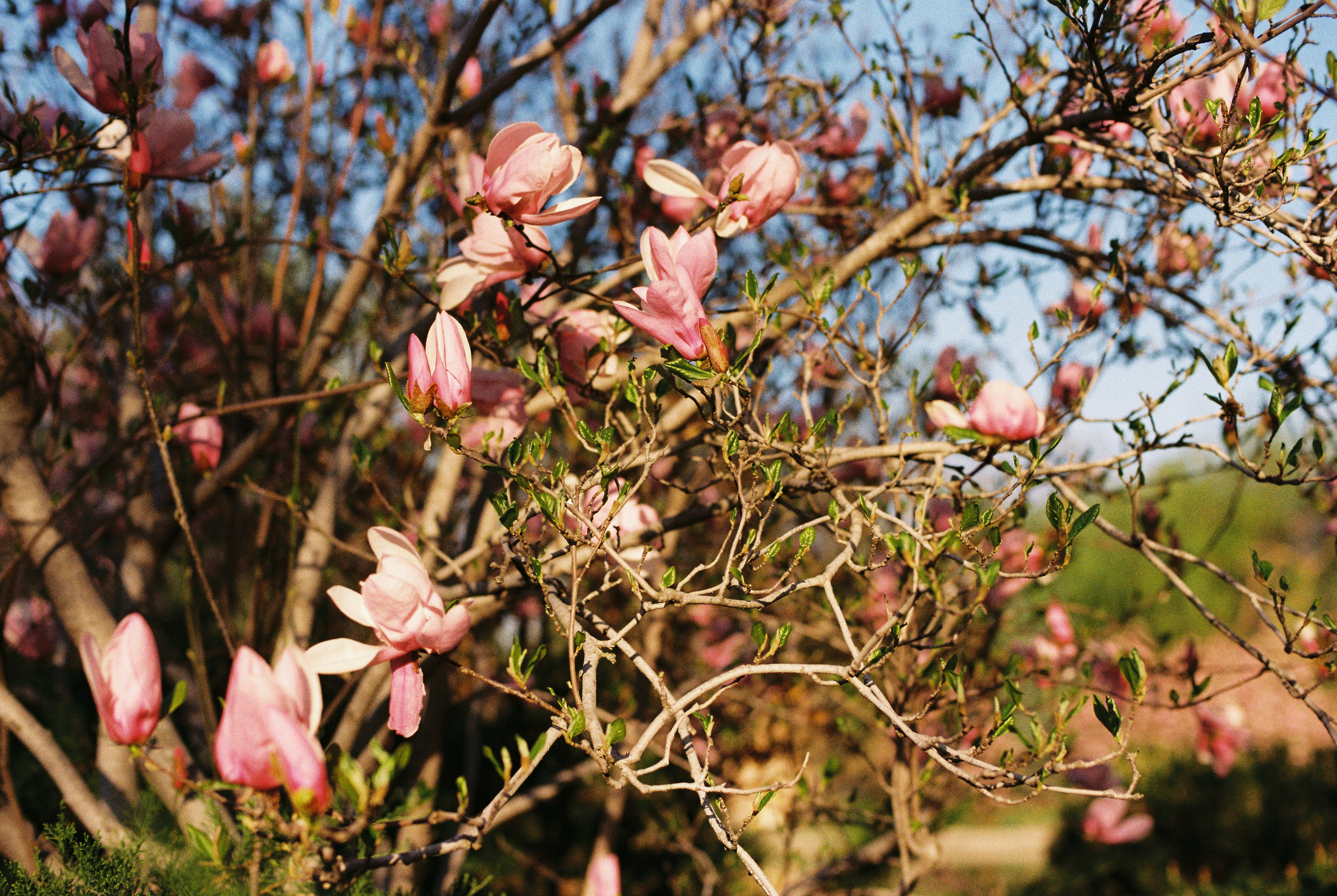 Ботанический сад, апрель 2026. Репортажный и портретный фотограф в Алматы — Дарья Фёдорова
