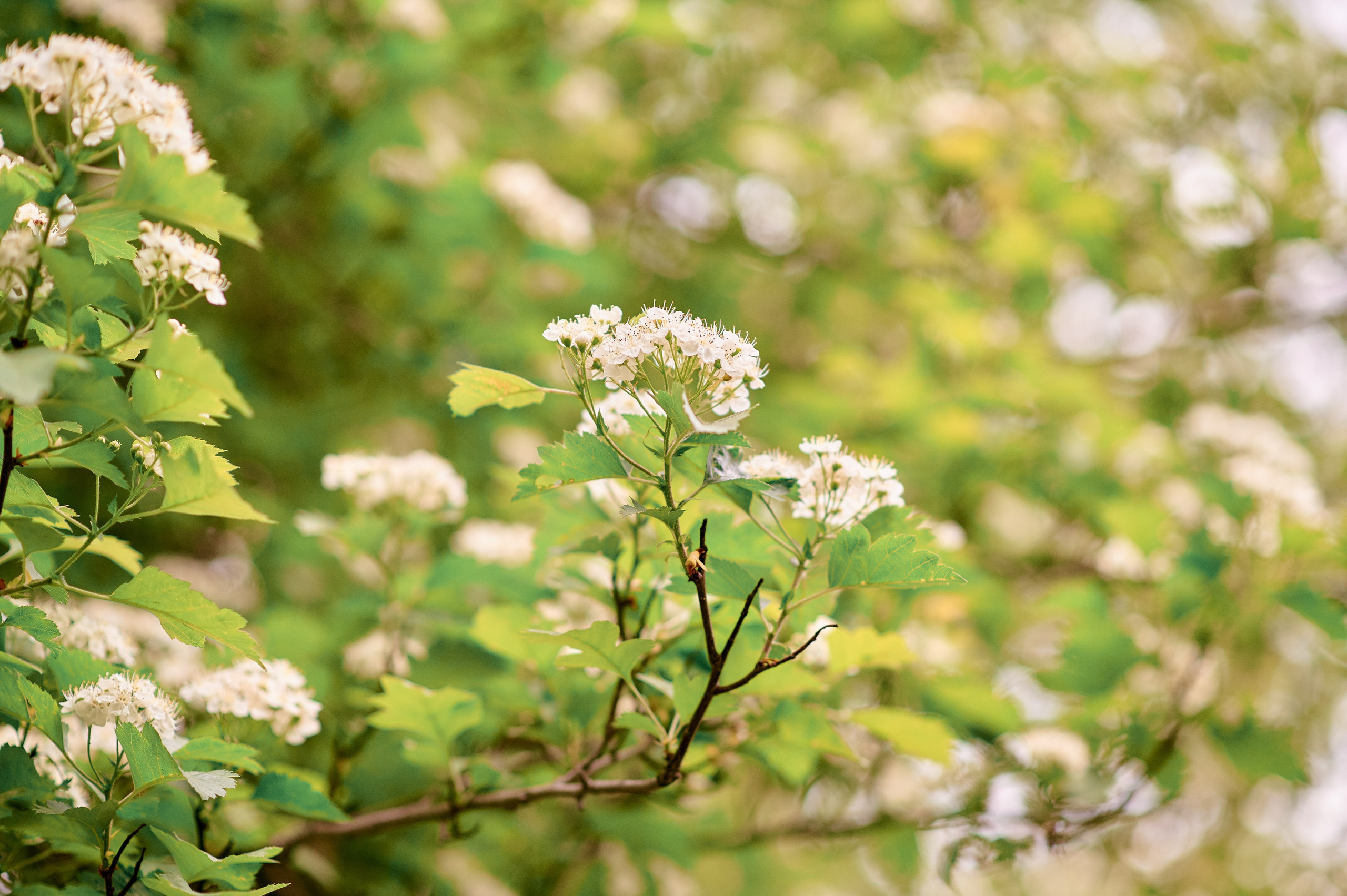 Одуванчики. Семейный и детский фотограф в г. Ногинске Ангелина Хасанова