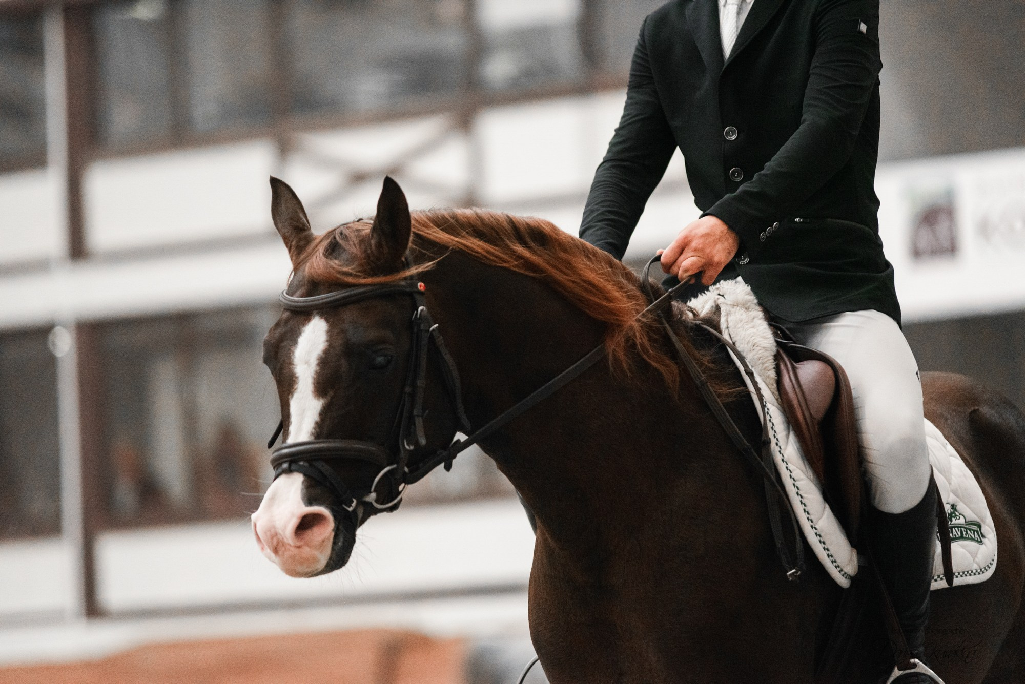 8-я международная выставка Конная Россия. Конный фотограф Куракина Дарья • Фотосессии с лошадьми