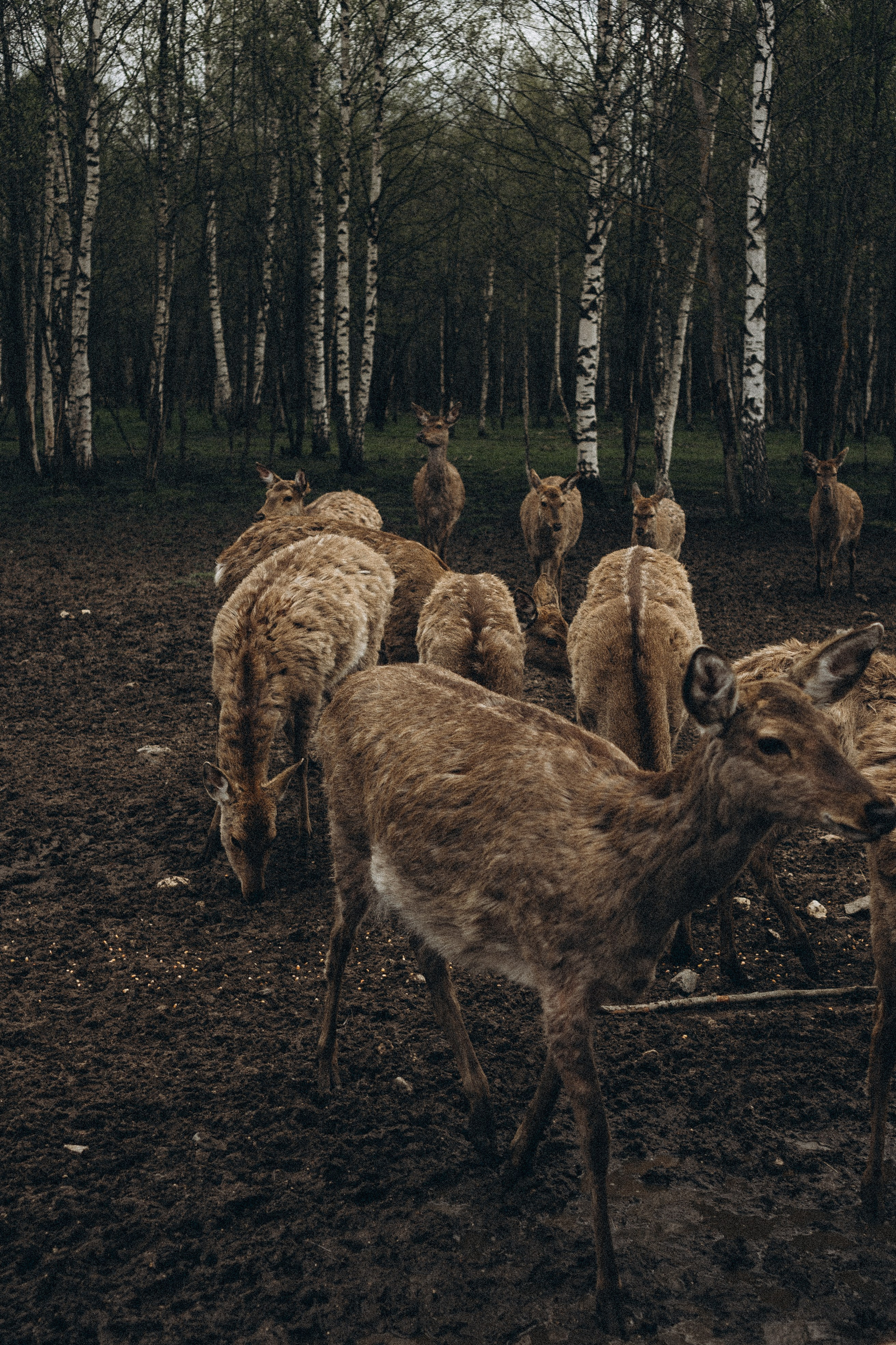 ОЛЕНЬЯ ФЕРМА В ТВЕРИ. Профессиональный фотограф, Санкт-Петербург — Виктория Богомолова