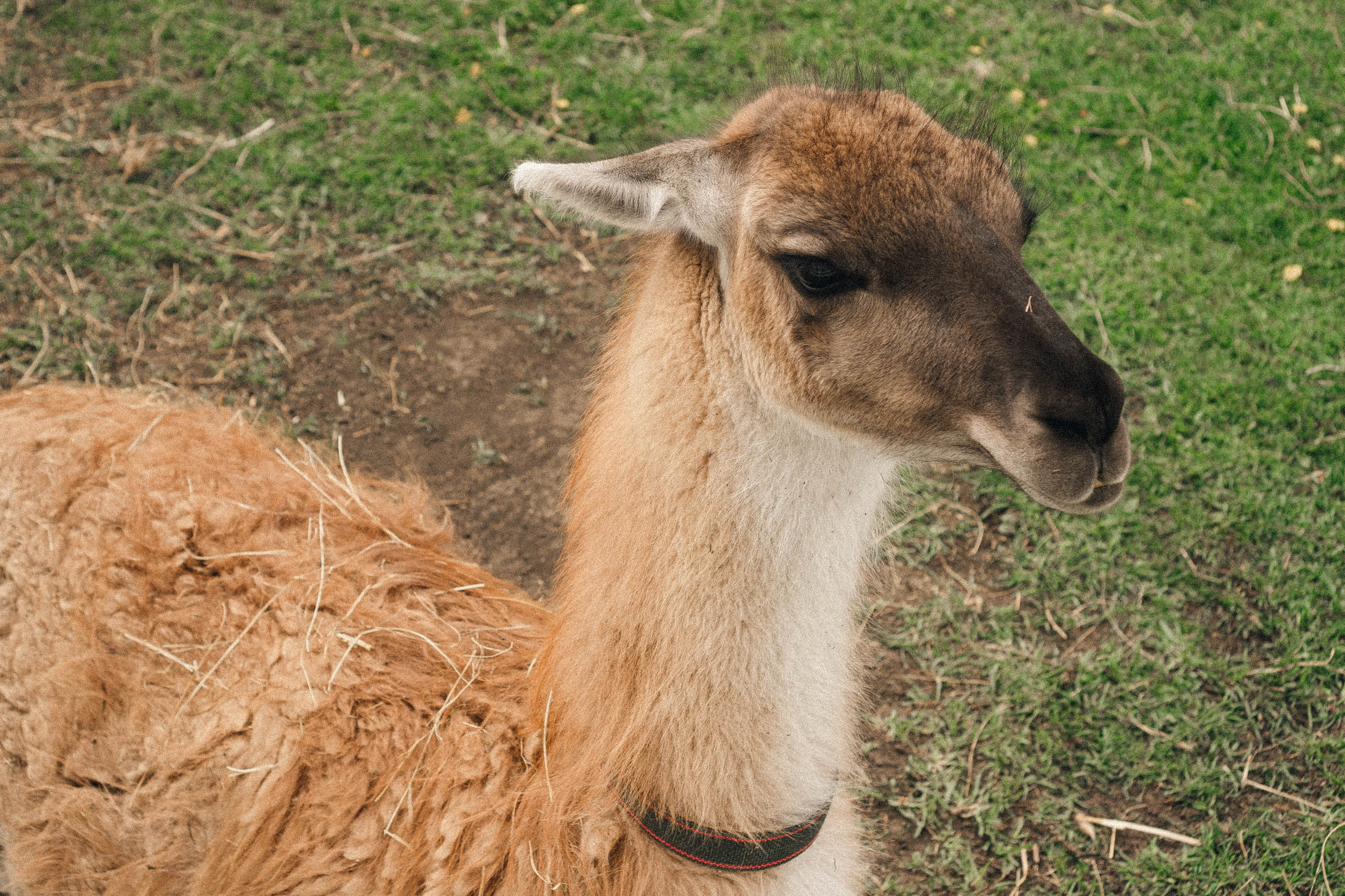 Ферма Альпак. Профессиональный фотограф, Санкт-Петербург — Виктория Богомолова