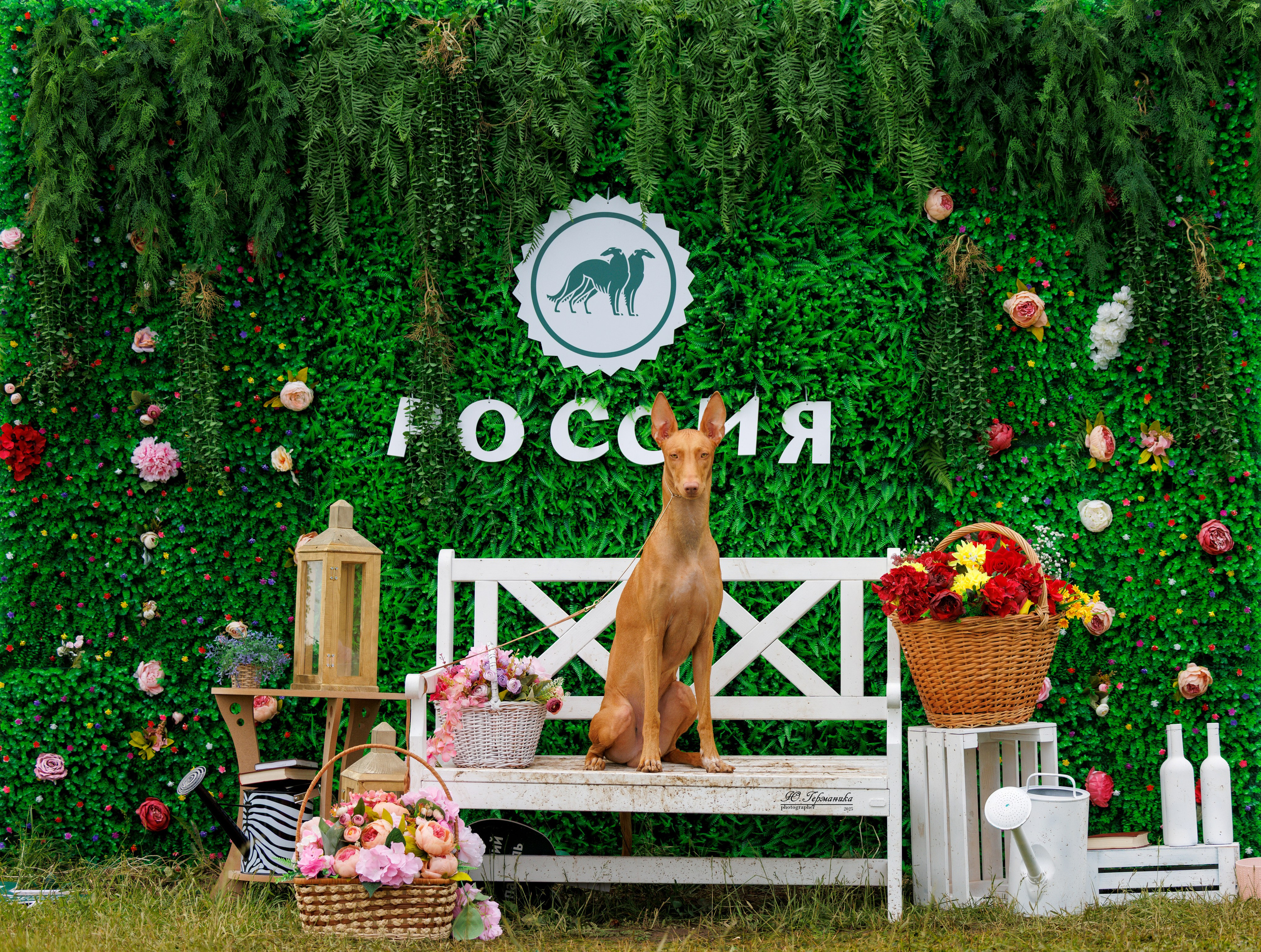 РОССИЯ 7-8.06.2025. Фотограф-анималист Юлия Германика