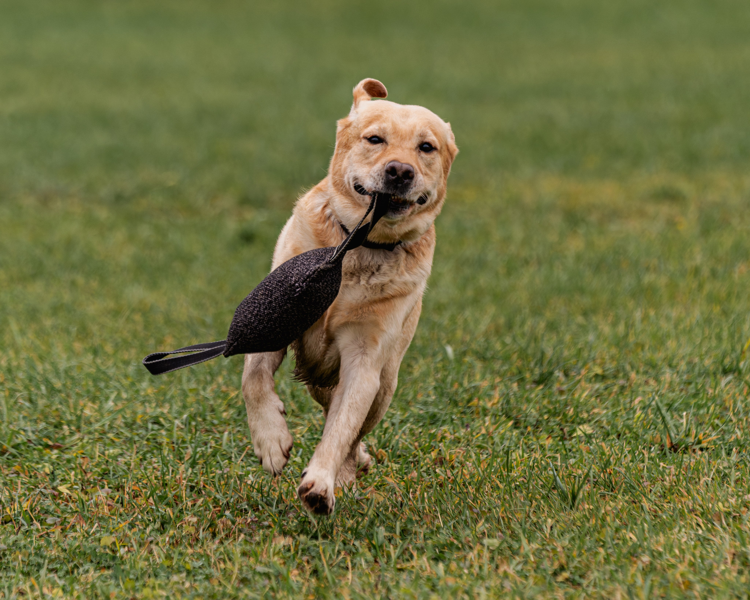 МЫ — КОМАНДА (соревнования) OKD, BH, IBGH, IGP. Фотограф-анималист, семейный фотограф в Москве и Подмосковье. Фотосъёмка кинологических дисциплин