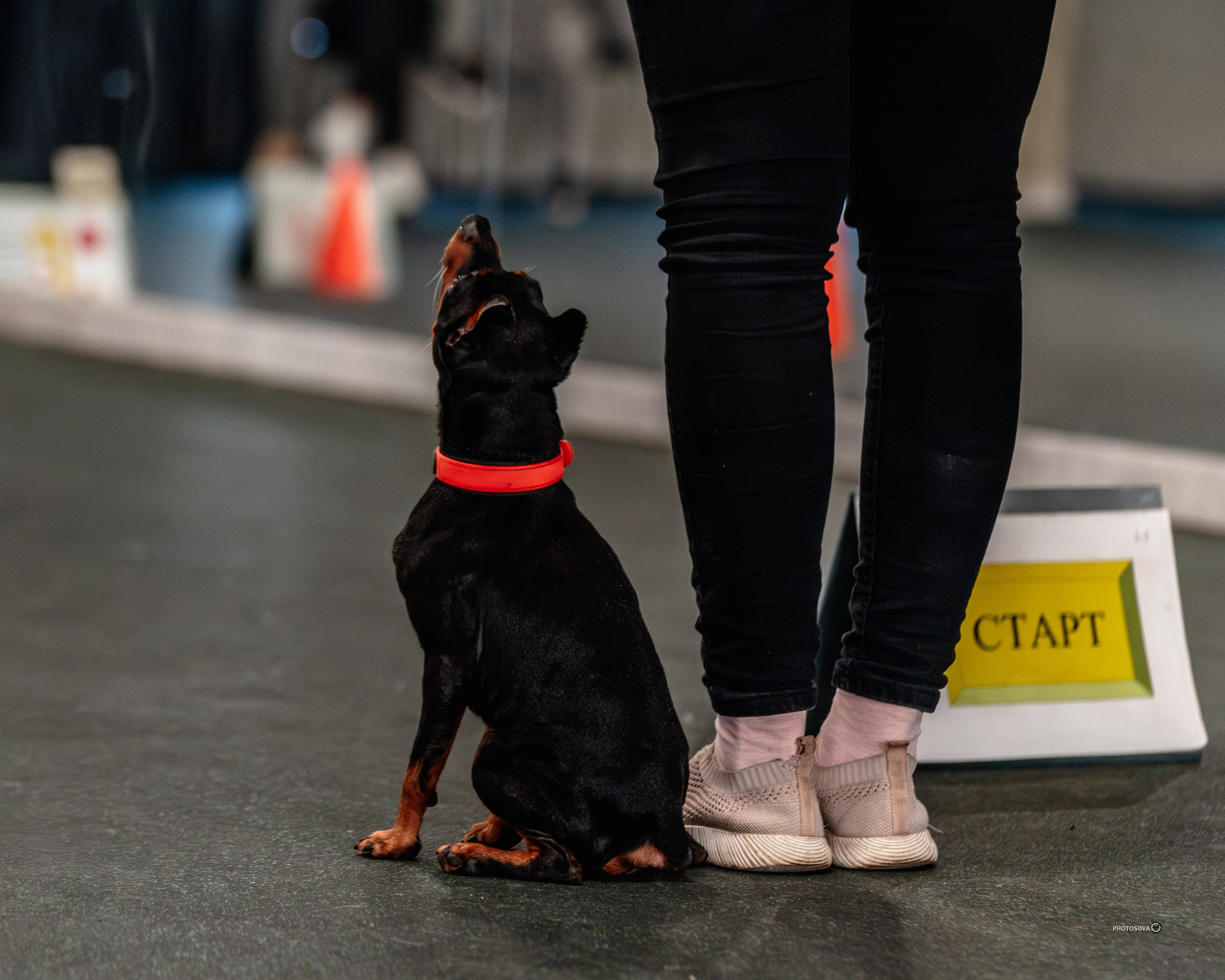 ТЫ И Я (соревнования по ралли-обидиенс). Фотограф-анималист, семейный фотограф в Москве и Подмосковье. Фотосъёмка кинологических дисциплин