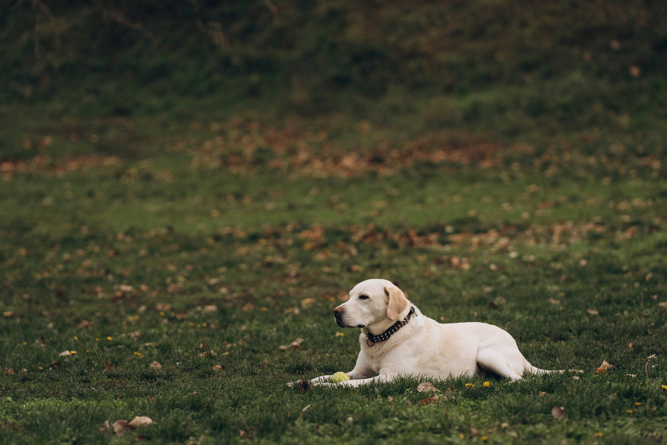 Вати, Лена и Леван. Фотограф анималист в Спб недорого Олеся Майорова