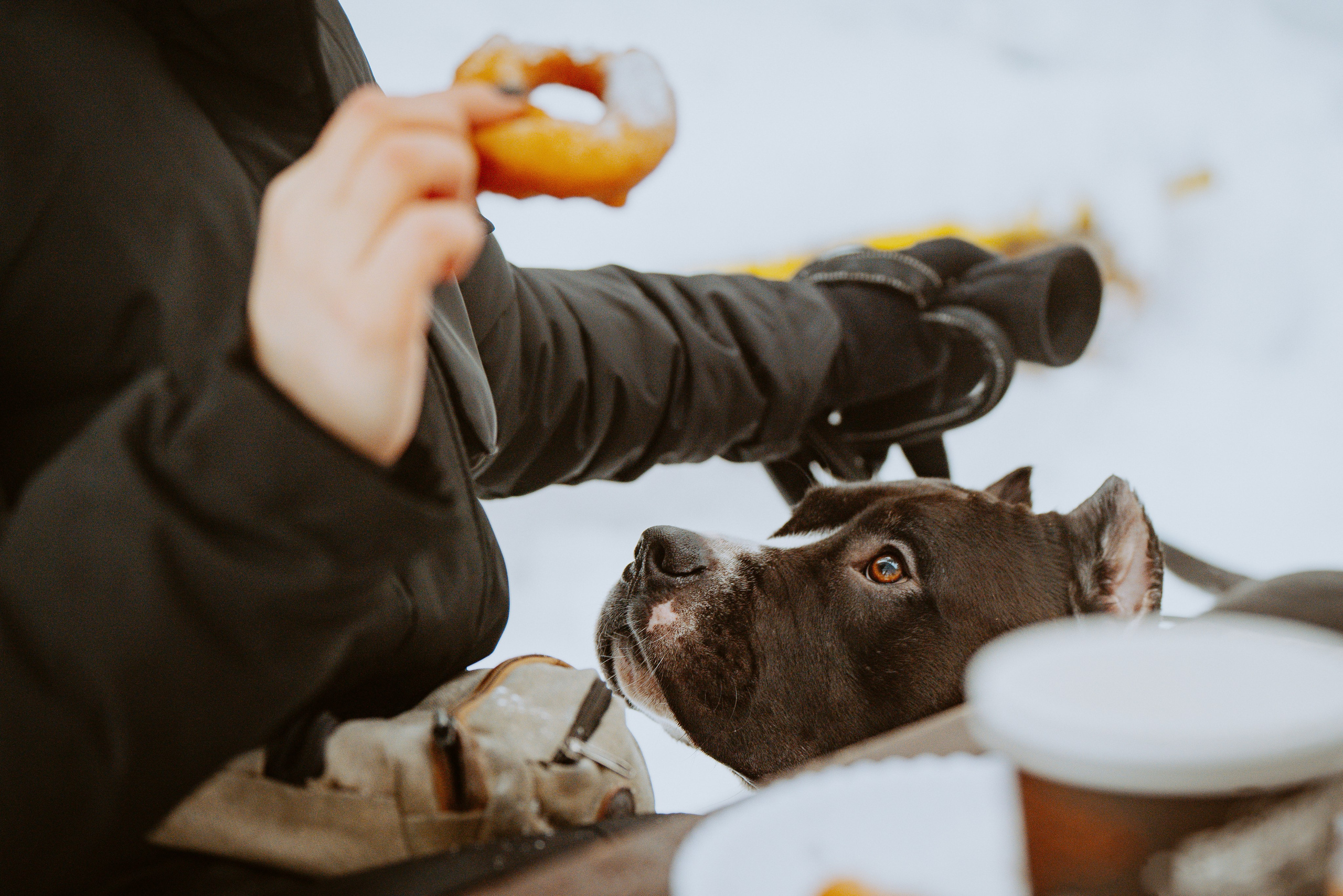 Дог трекинг. Фотограф анималист в Спб недорого Олеся Майорова