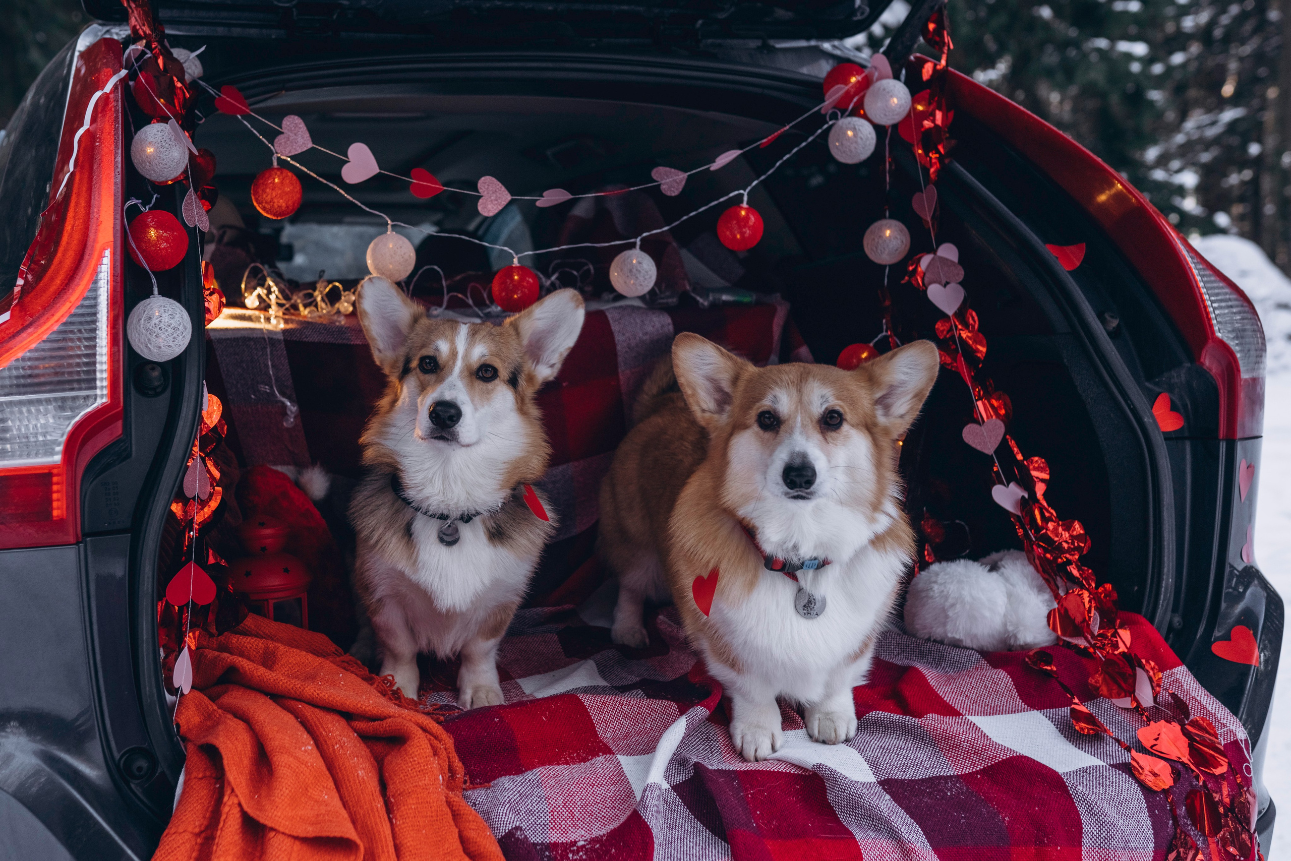 Фотодень Святого Валентина. Фотограф анималист в Спб недорого Олеся Майорова